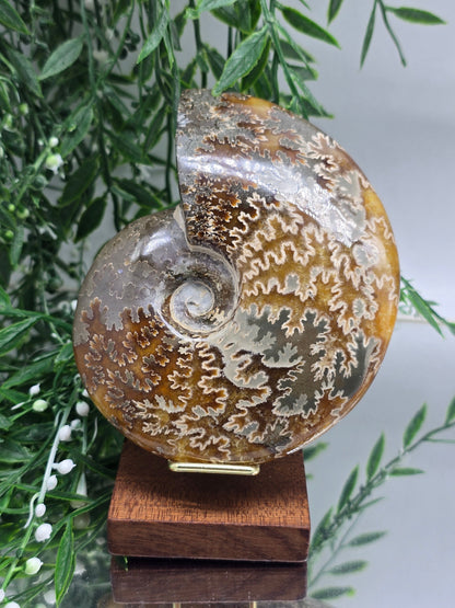 Madagascar Ammonite Fossil 14cm - 1 (Ancient Wisdom & Transformation) Crystal Wellness
