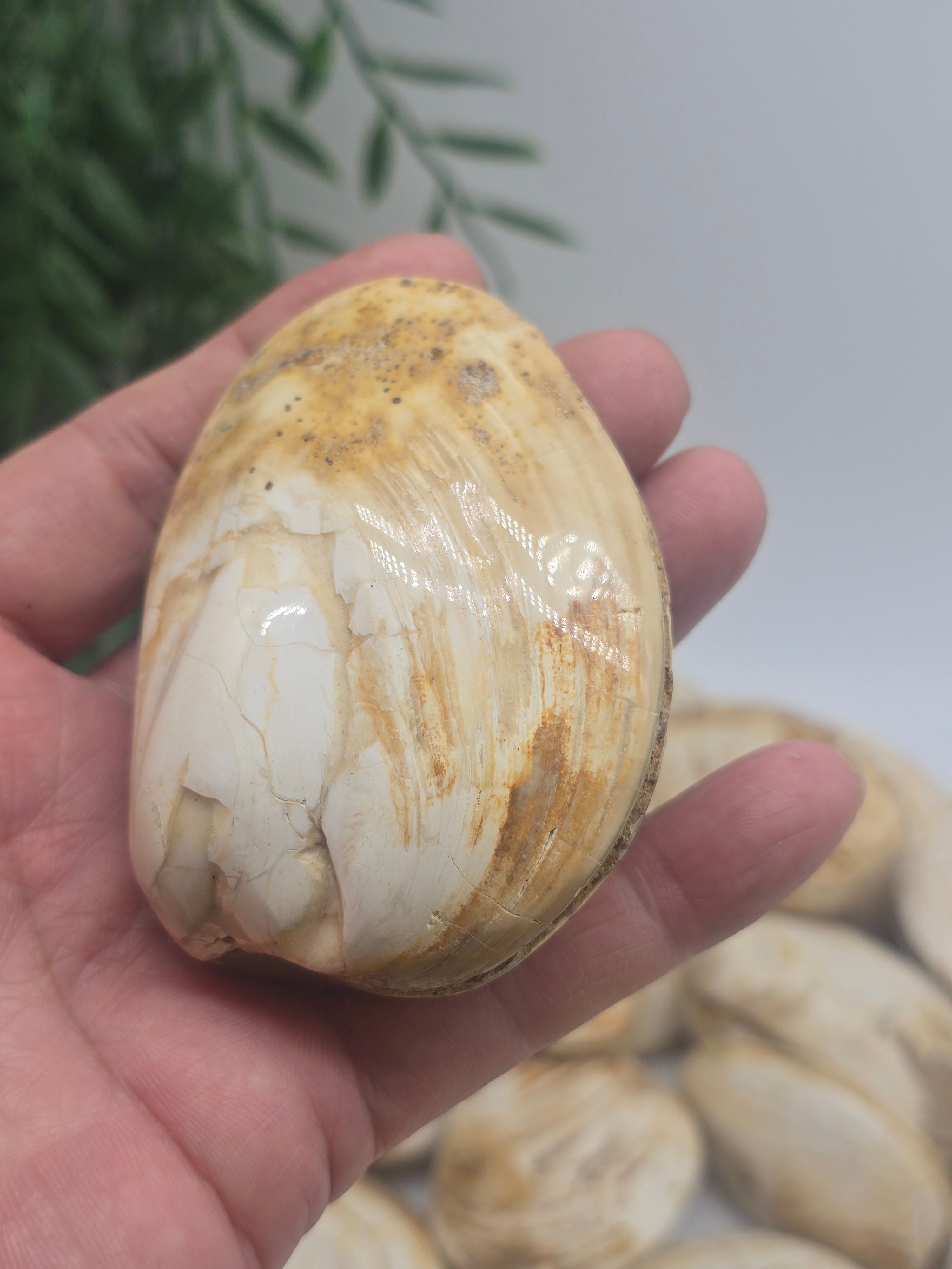 Polished Madagascar Fossilised Clam – Ancient Ocean Treasure from Millions of Years Ago Crystal Wellness