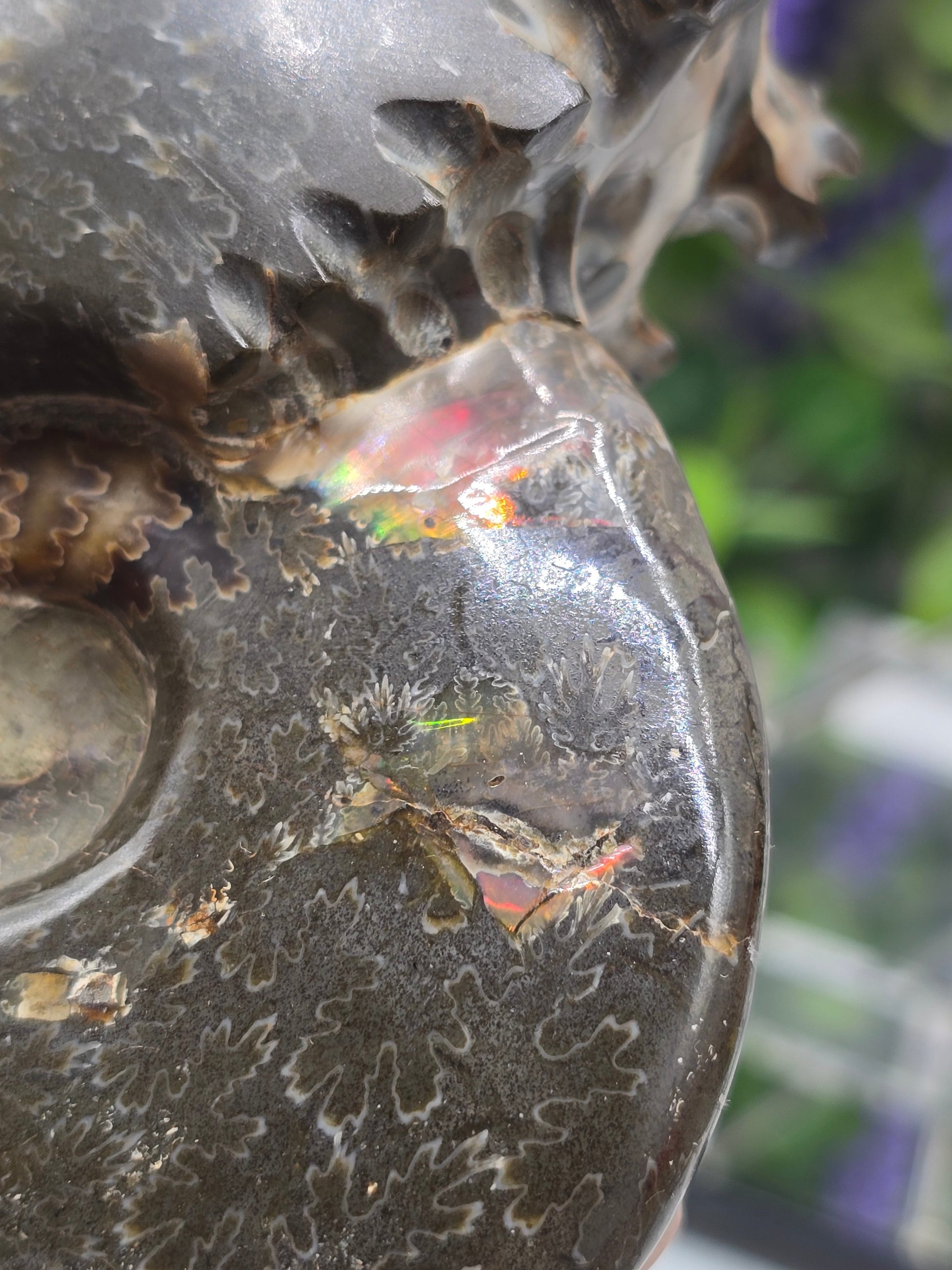High-Grade Large Iridescent Madagascan Ammonite Fossil — 13cm | 500g | Ancient Spiral Life Crystal Wellness