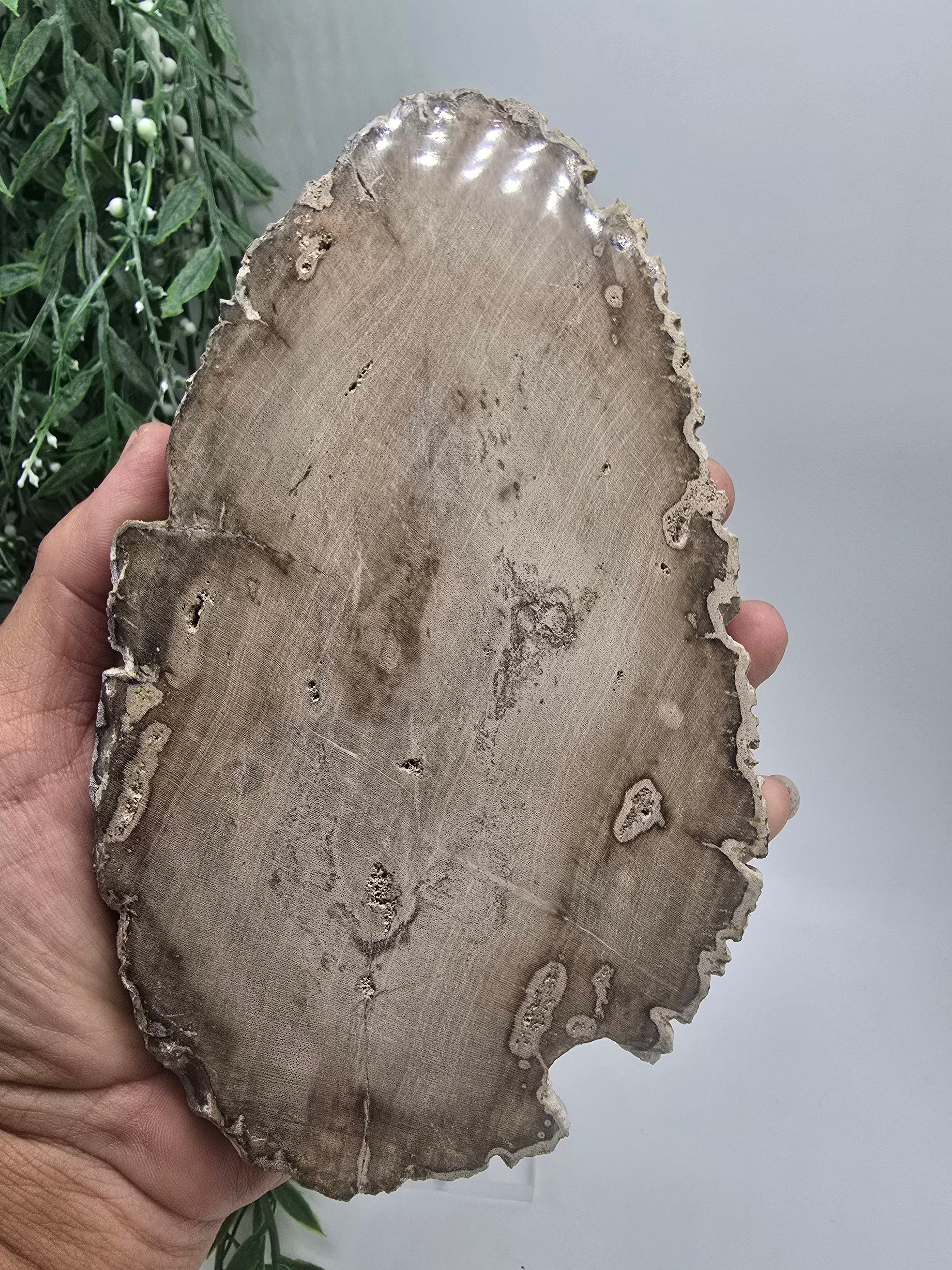 Petrified Wood 19x12cm | Grounding & Stability Crystal for Strength, Protection & Root Chakra Healing Crystal Wellness