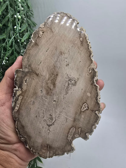 Petrified Wood 19x12cm | Grounding & Stability Crystal for Strength, Protection & Root Chakra Healing Crystal Wellness