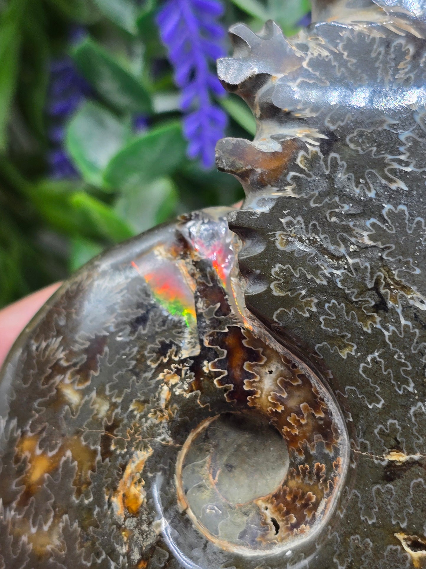 High-Grade Large Iridescent Madagascan Ammonite Fossil — 13cm | 500g | Ancient Spiral Life Crystal Wellness
