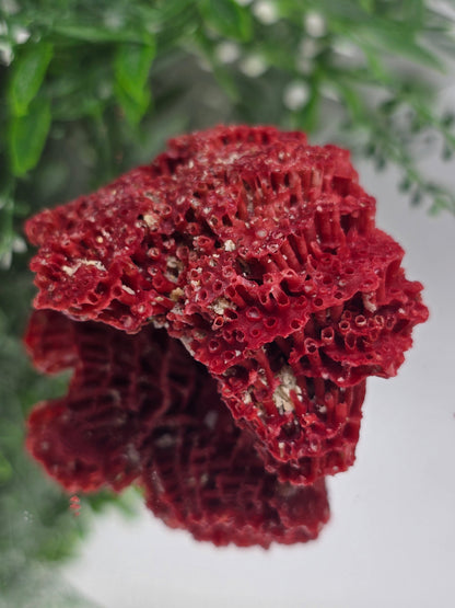 Red Coral (Moonga) – Stone of Courage, Vitality & Harmony 6x5x3cm Crystal Wellness