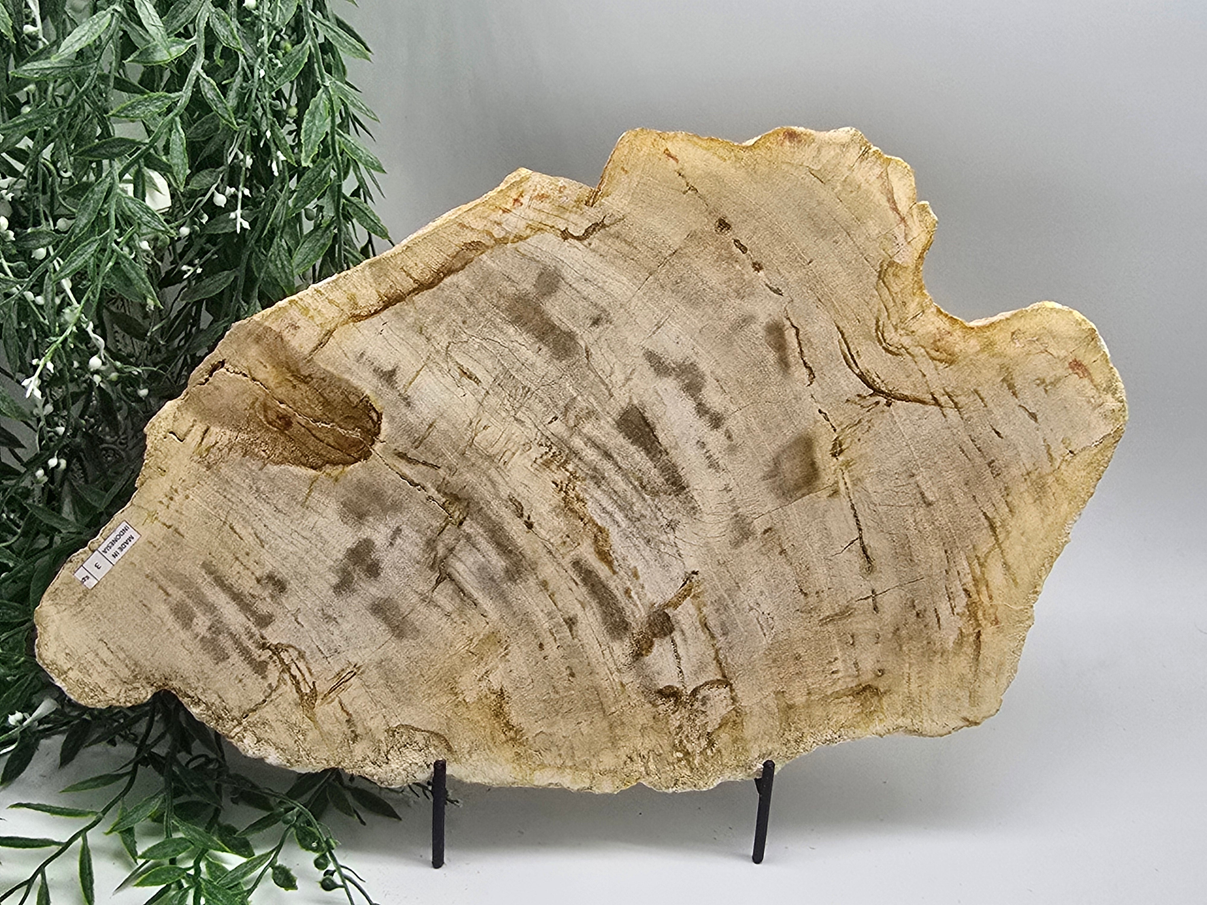 Petrified Wood Slab 3kg | Large Ancient Grounding Stone for Stability, Protection & Earth Wisdom (42 × 26 cm) Crystal Wellness