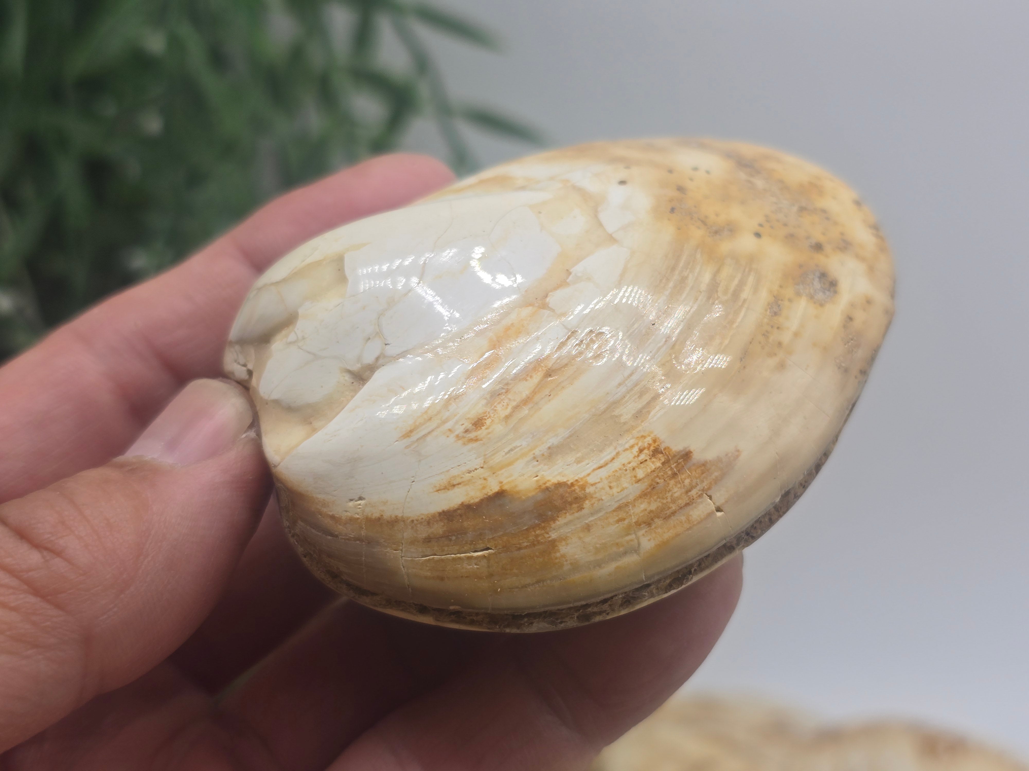 Polished Madagascar Fossilised Clam – Ancient Ocean Treasure from Millions of Years Ago Crystal Wellness