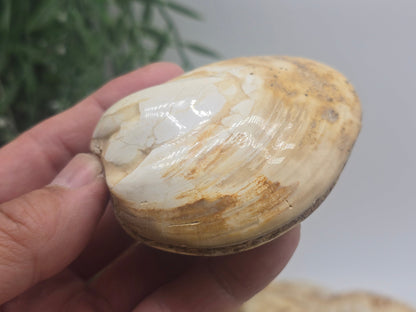 Polished Madagascar Fossilised Clam – Ancient Ocean Treasure from Millions of Years Ago Crystal Wellness