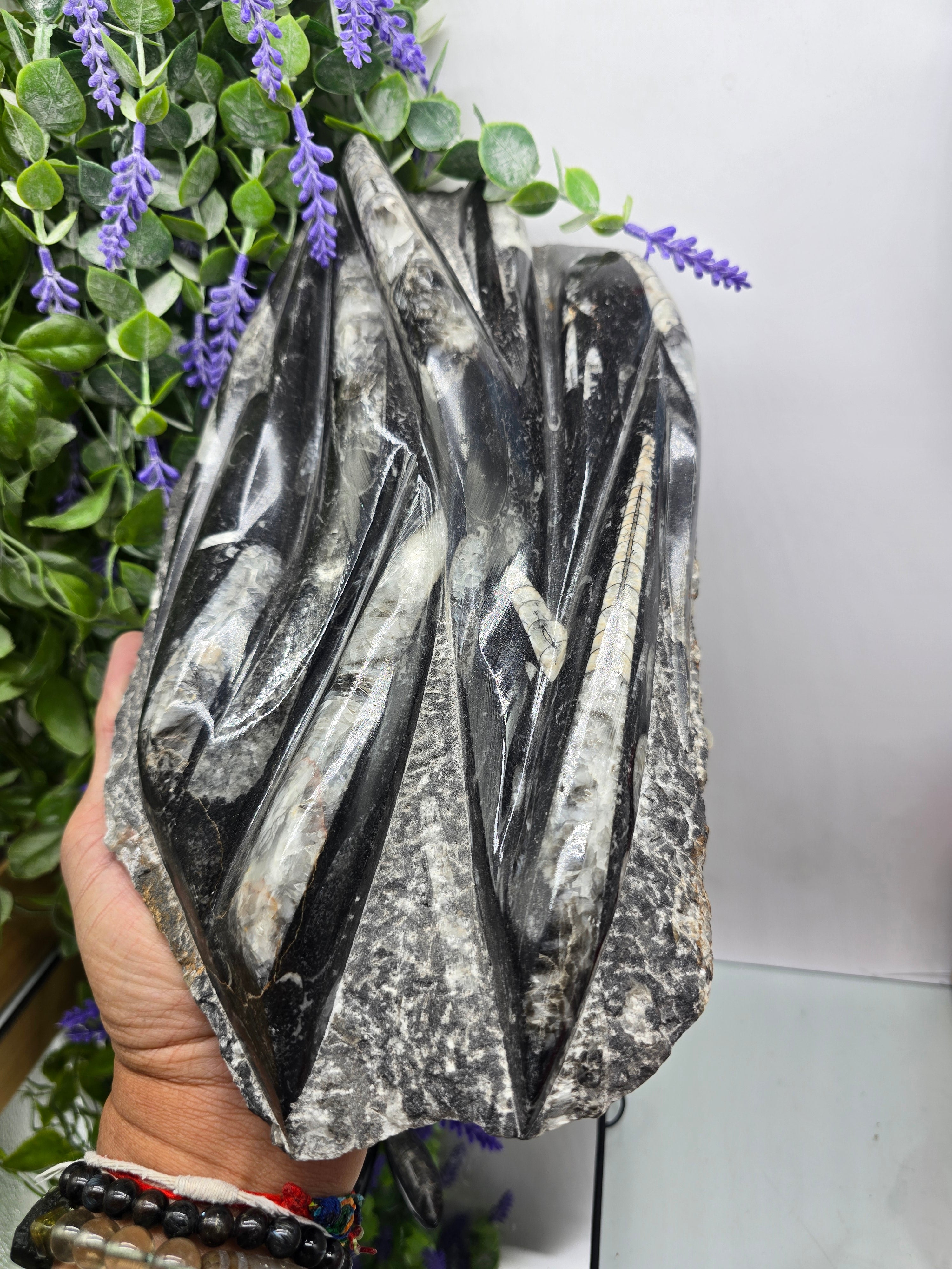Orthoceras Fossil 30x16x4cm Crystal Wellness