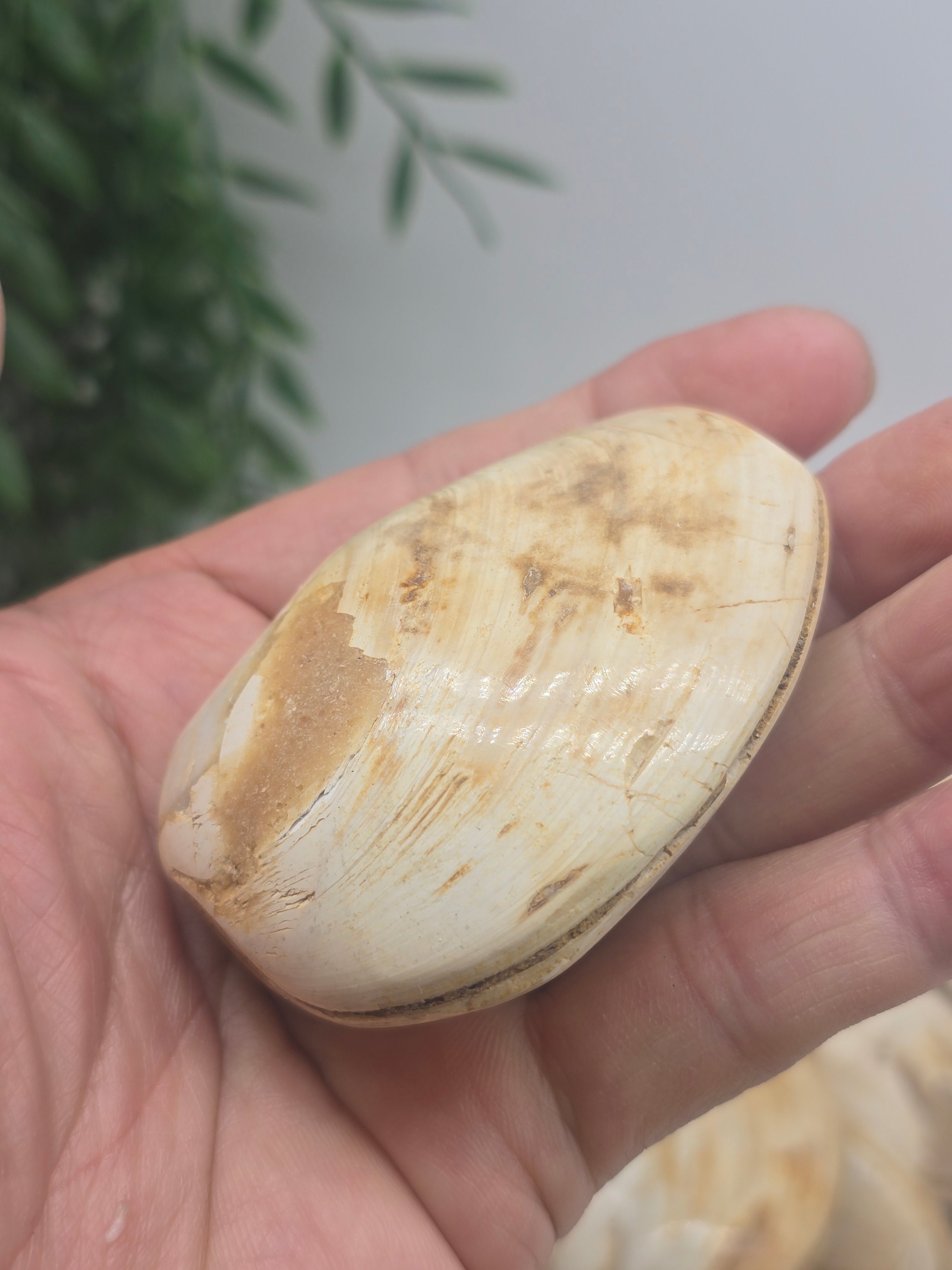 Polished Madagascar Fossilised Clam – Ancient Ocean Treasure from Millions of Years Ago Crystal Wellness