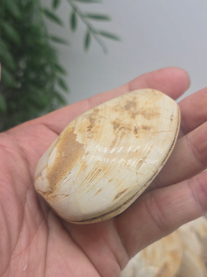 Polished Madagascar Fossilised Clam – Ancient Ocean Treasure from Millions of Years Ago Crystal Wellness