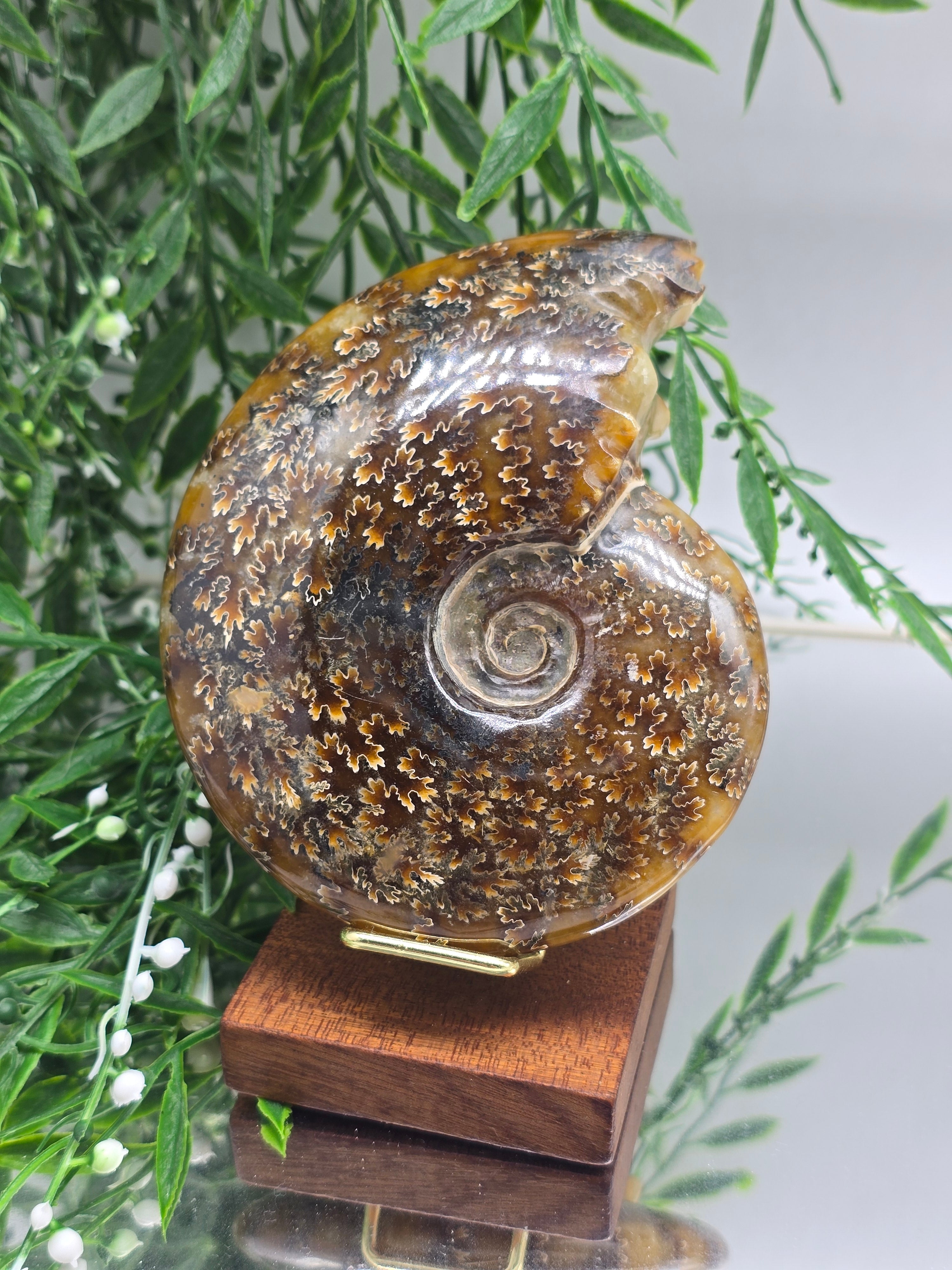 Large Madagascar Ammonite Fossil 13cm - 3 (Ancient Wisdom & Transformation) Crystal Wellness