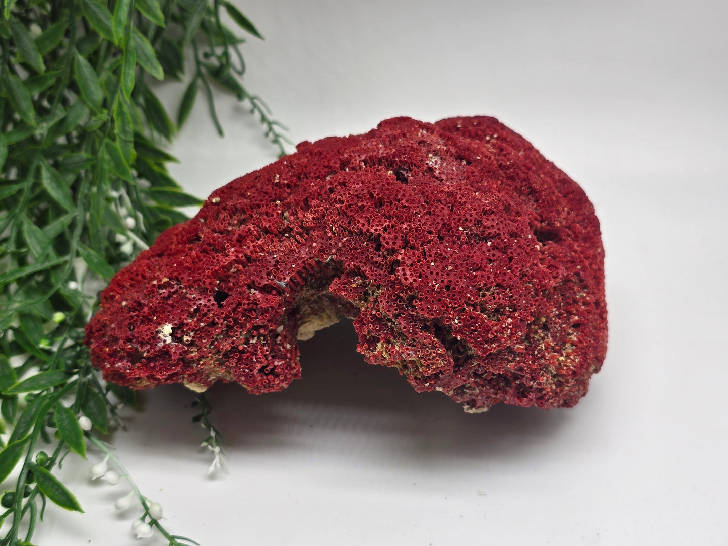 Exquisite Red Coral Specimen 19x14x8cm | 0.7kg – Collector’s Piece of Strength & Vitality Crystal Wellness