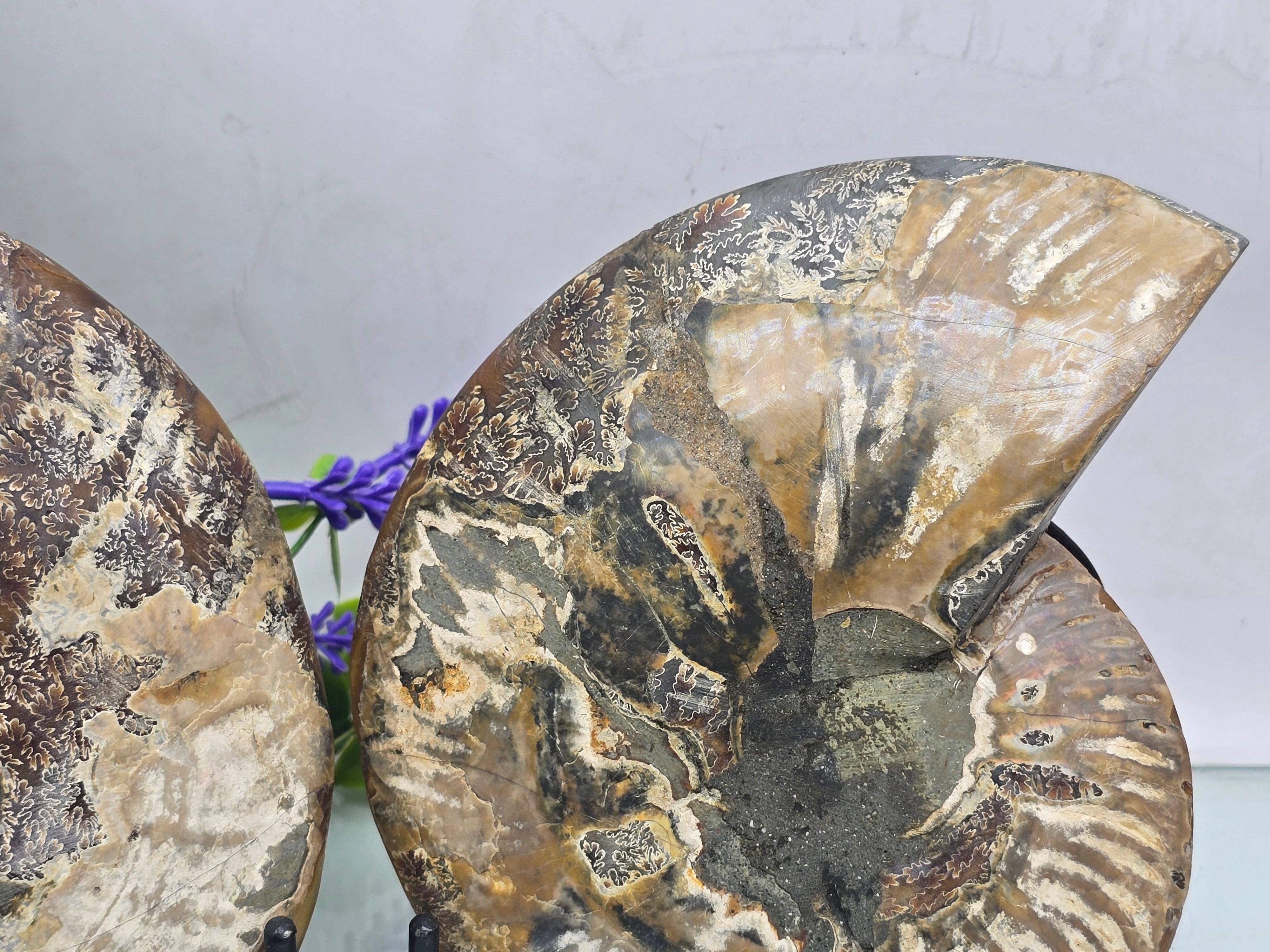 Premium Madagascan Ammonite Fossil Pair – Sacred Spiral of Ancient Wisdom, Protection & Evolution | 16.5 x 14 cm Crystal Wellness