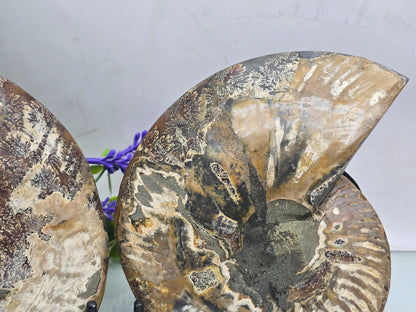 Premium Madagascan Ammonite Fossil Pair – Sacred Spiral of Ancient Wisdom, Protection & Evolution | 16.5 x 14 cm Crystal Wellness