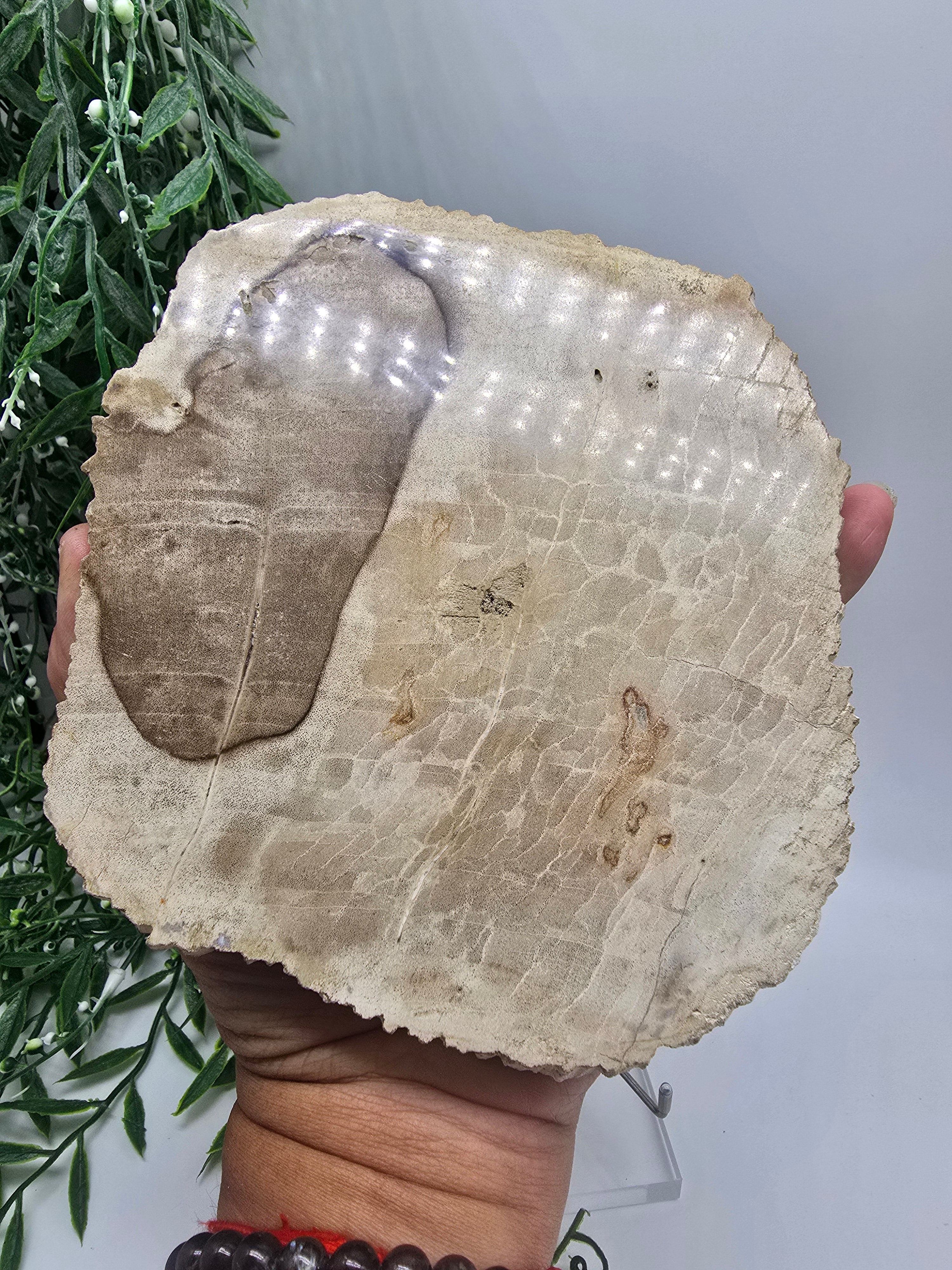 Petrified Wood Slice 0.7kg | Ancient Grounding Stone for Stability, Strength & Root Chakra Healing Crystal Wellness