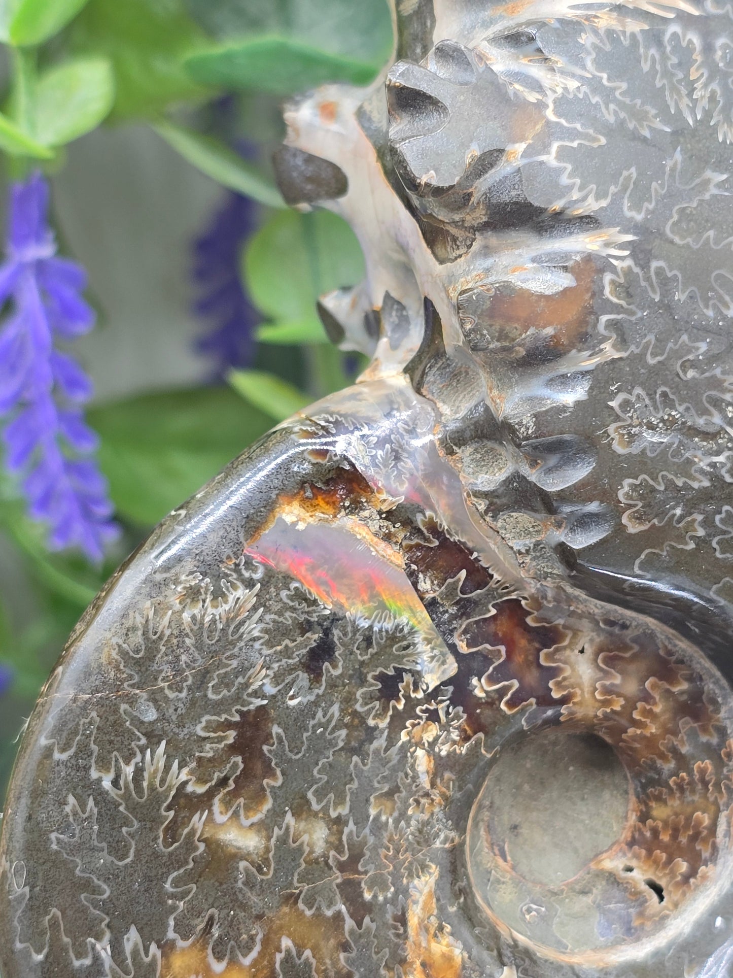 High-Grade Large Iridescent Madagascan Ammonite Fossil — 13cm | 500g | Ancient Spiral Life Crystal Wellness