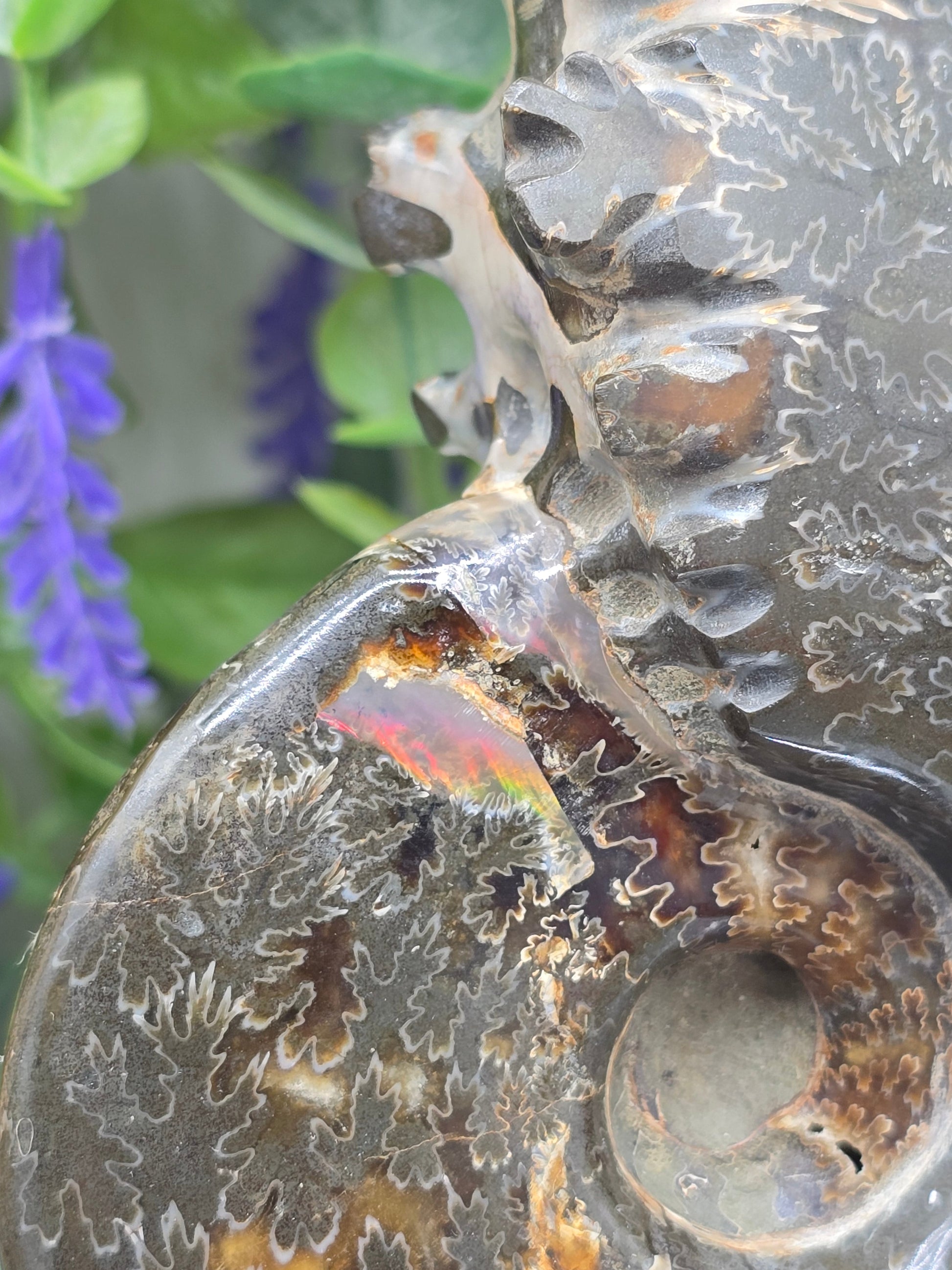 High-Grade Large Iridescent Madagascan Ammonite Fossil — 13cm | 500g | Ancient Spiral Life Crystal Wellness