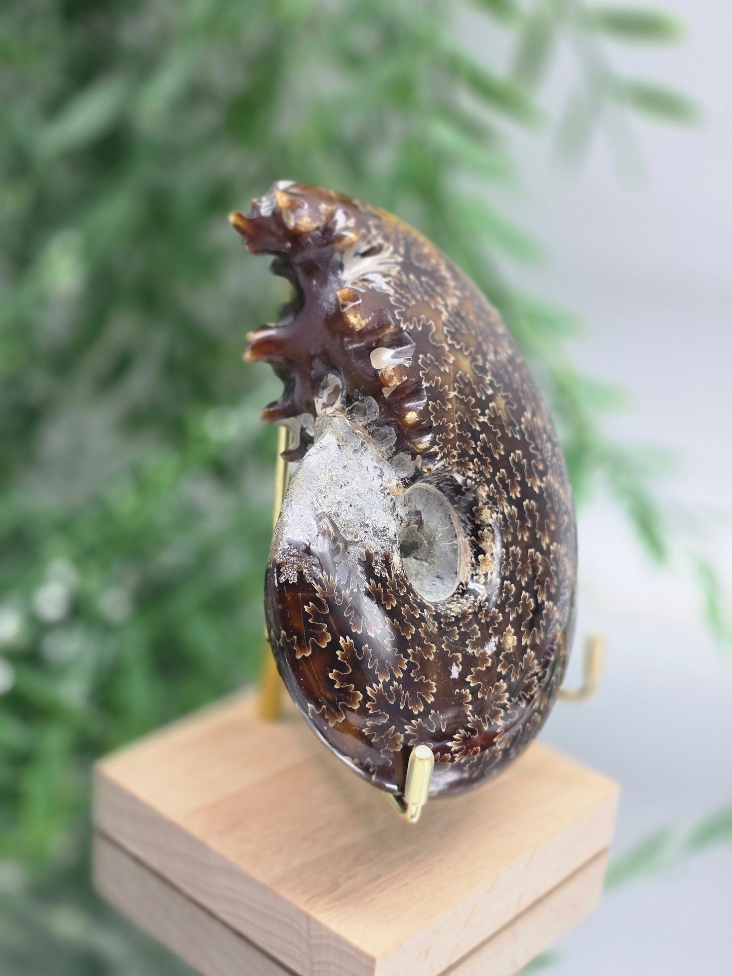 Large Iridescent Madagascan Ammonite Fossil 12cm - IR1 (Ancient Life & Evolution) Crystal Wellness