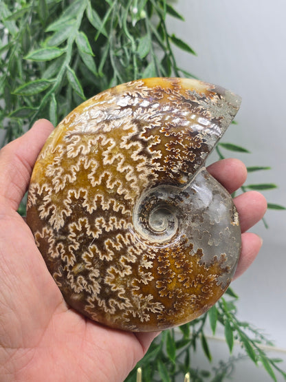 Madagascar Ammonite Fossil 14cm - 1 (Ancient Wisdom & Transformation) Crystal Wellness