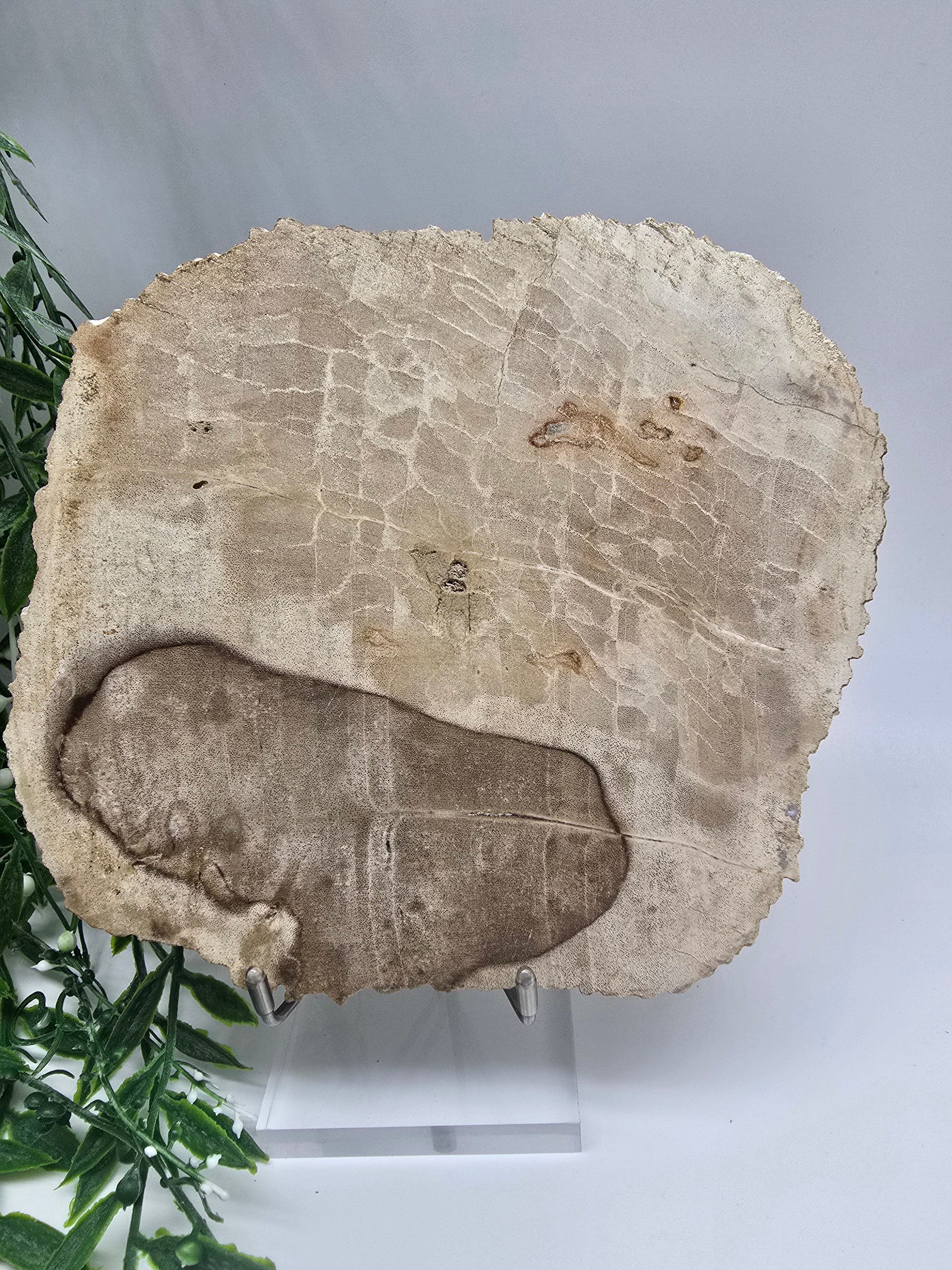 Petrified Wood Slice 0.7kg | Ancient Grounding Stone for Stability, Strength & Root Chakra Healing Crystal Wellness