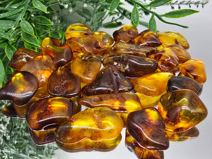 Baltic Amber Tumbled Stones (Stone of Ancient Light & Vital Life Force) Crystal Wellness