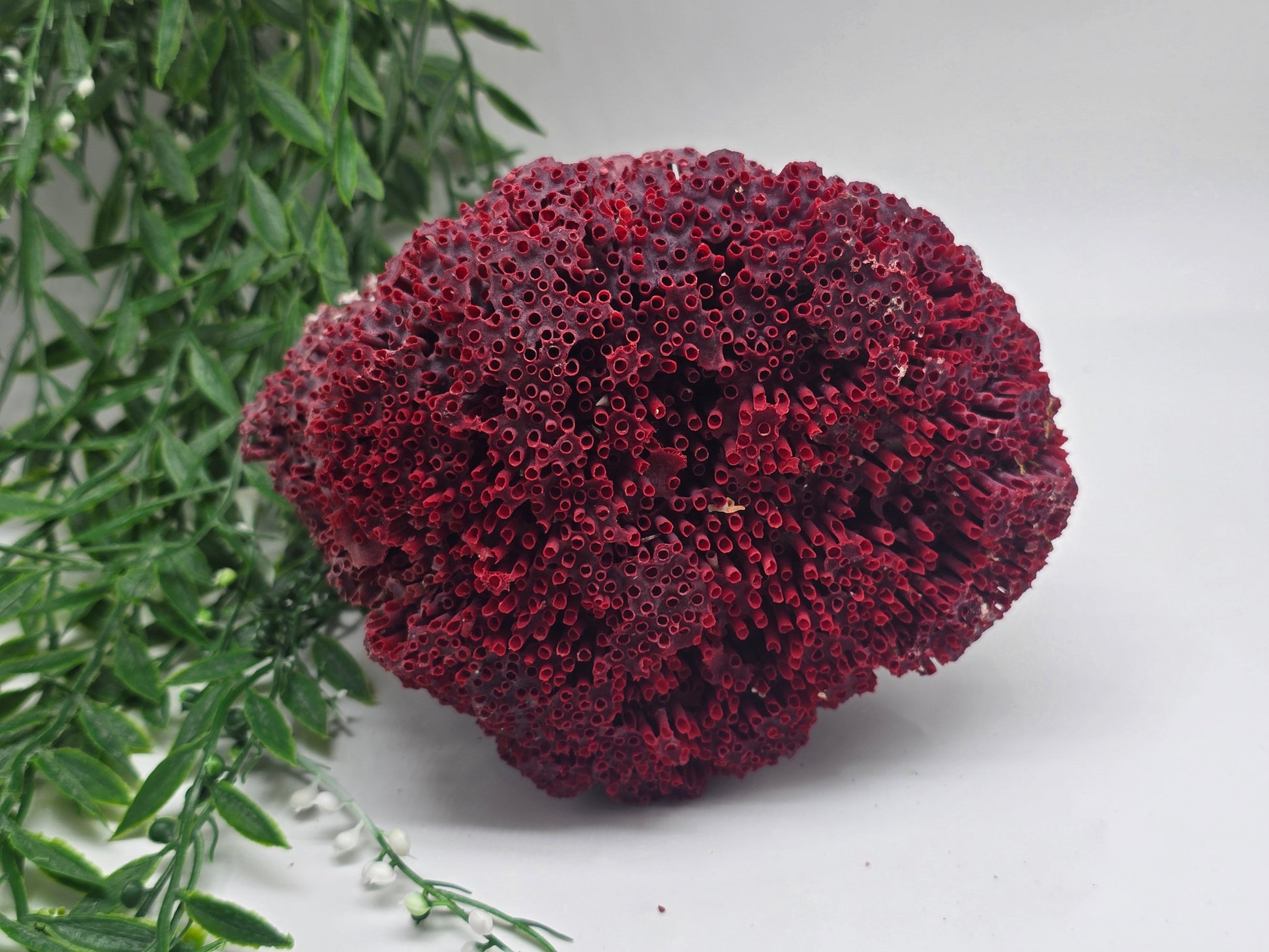 Exquisite Red Coral Specimen 20x16x12cm | 0.7kg – Collector’s Piece of Strength & Vitality Crystal Wellness