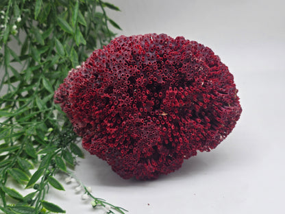 Exquisite Red Coral Specimen 20x16x12cm | 0.7kg – Collector’s Piece of Strength & Vitality Crystal Wellness