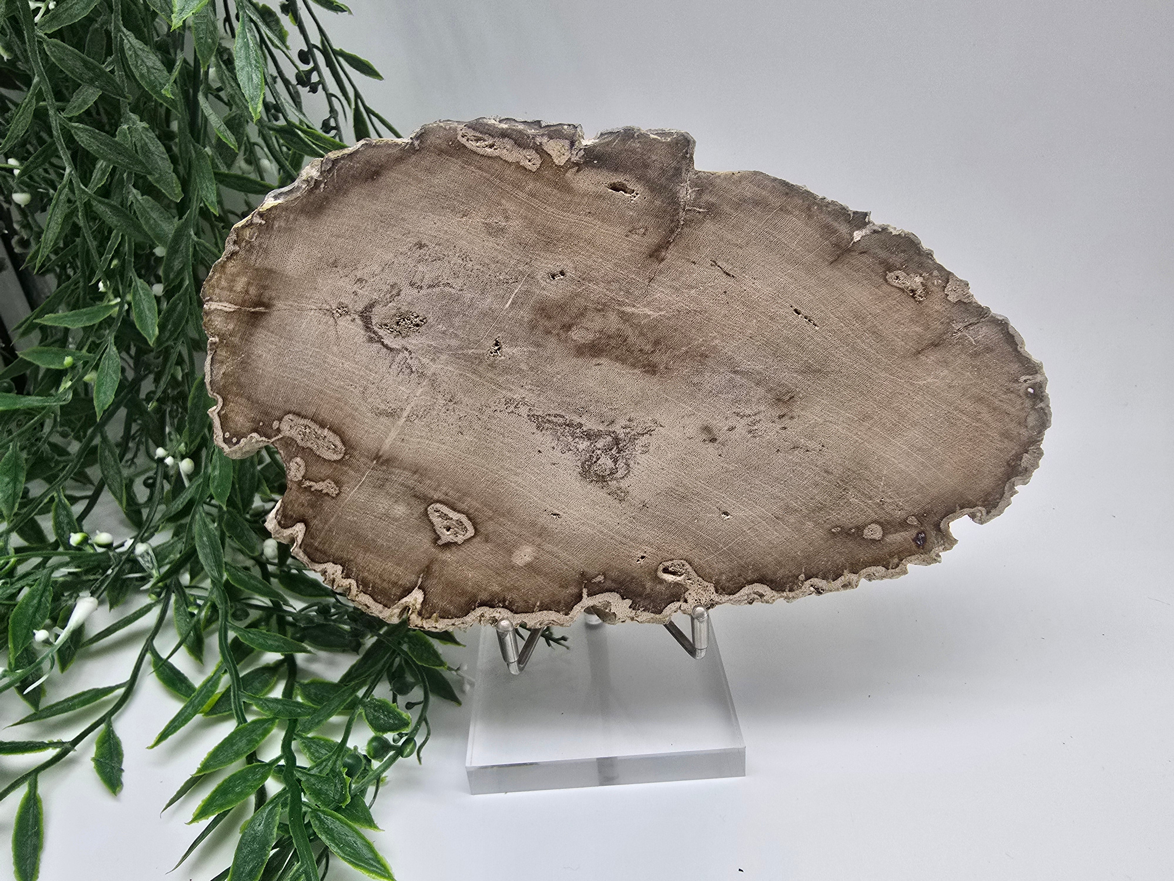 Petrified Wood 19x12cm | Grounding & Stability Crystal for Strength, Protection & Root Chakra Healing Crystal Wellness