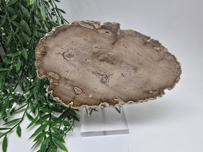 Petrified Wood 19x12cm | Grounding & Stability Crystal for Strength, Protection & Root Chakra Healing Crystal Wellness