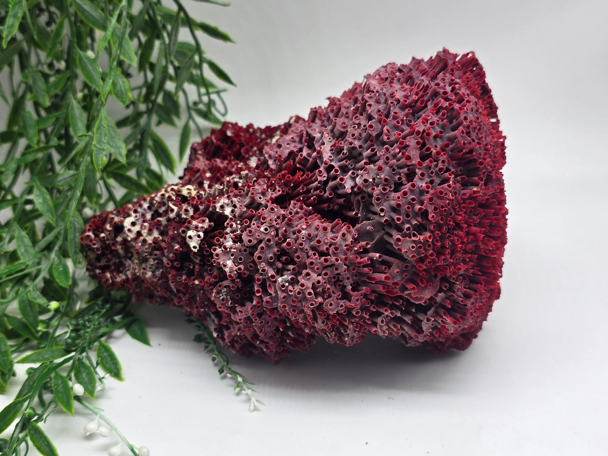 Exquisite Red Coral Specimen 20x16x12cm | 0.7kg – Collector’s Piece of Strength & Vitality Crystal Wellness