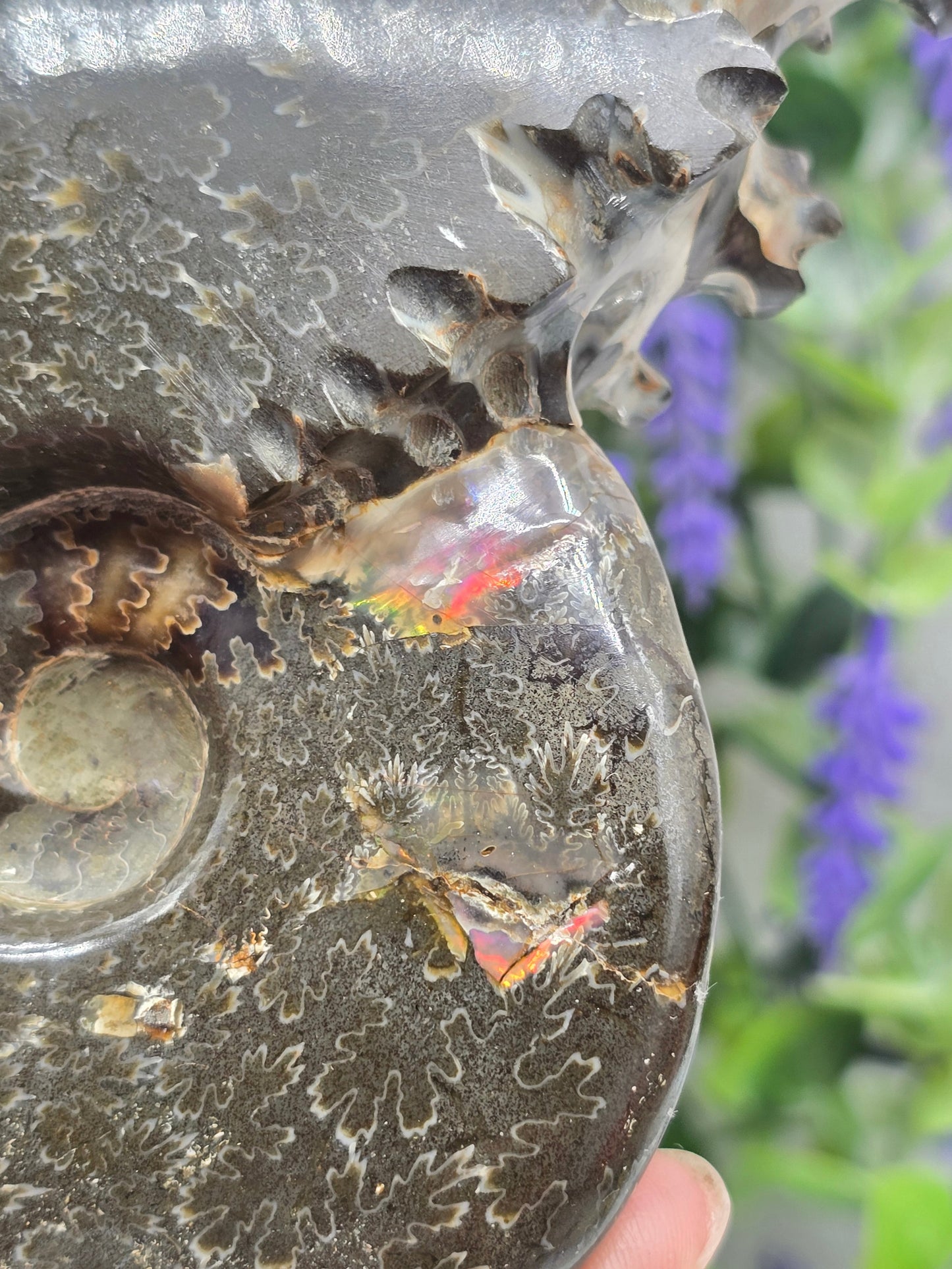 High-Grade Large Iridescent Madagascan Ammonite Fossil — 13cm | 500g | Ancient Spiral Life Crystal Wellness