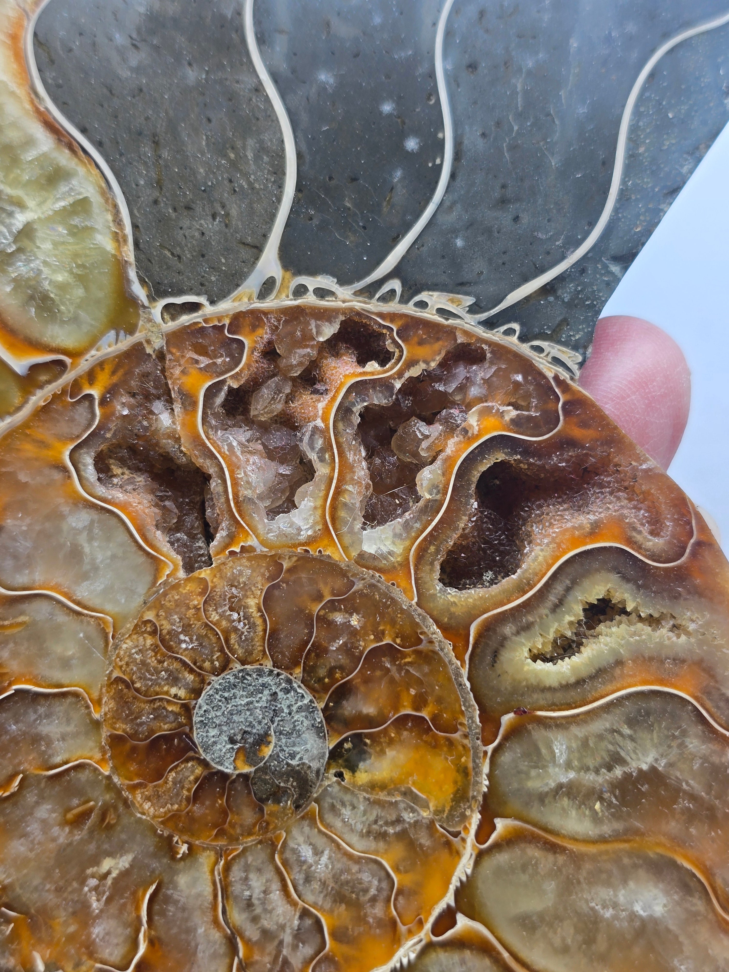 Premium Madagascan Ammonite Fossil Pair – Sacred Spiral of Ancient Wisdom, Protection & Evolution | 16.5 x 14 cm Crystal Wellness