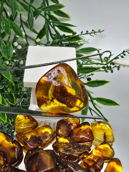 Baltic Amber Tumbled Stones (Stone of Ancient Light & Vital Life Force) Crystal Wellness