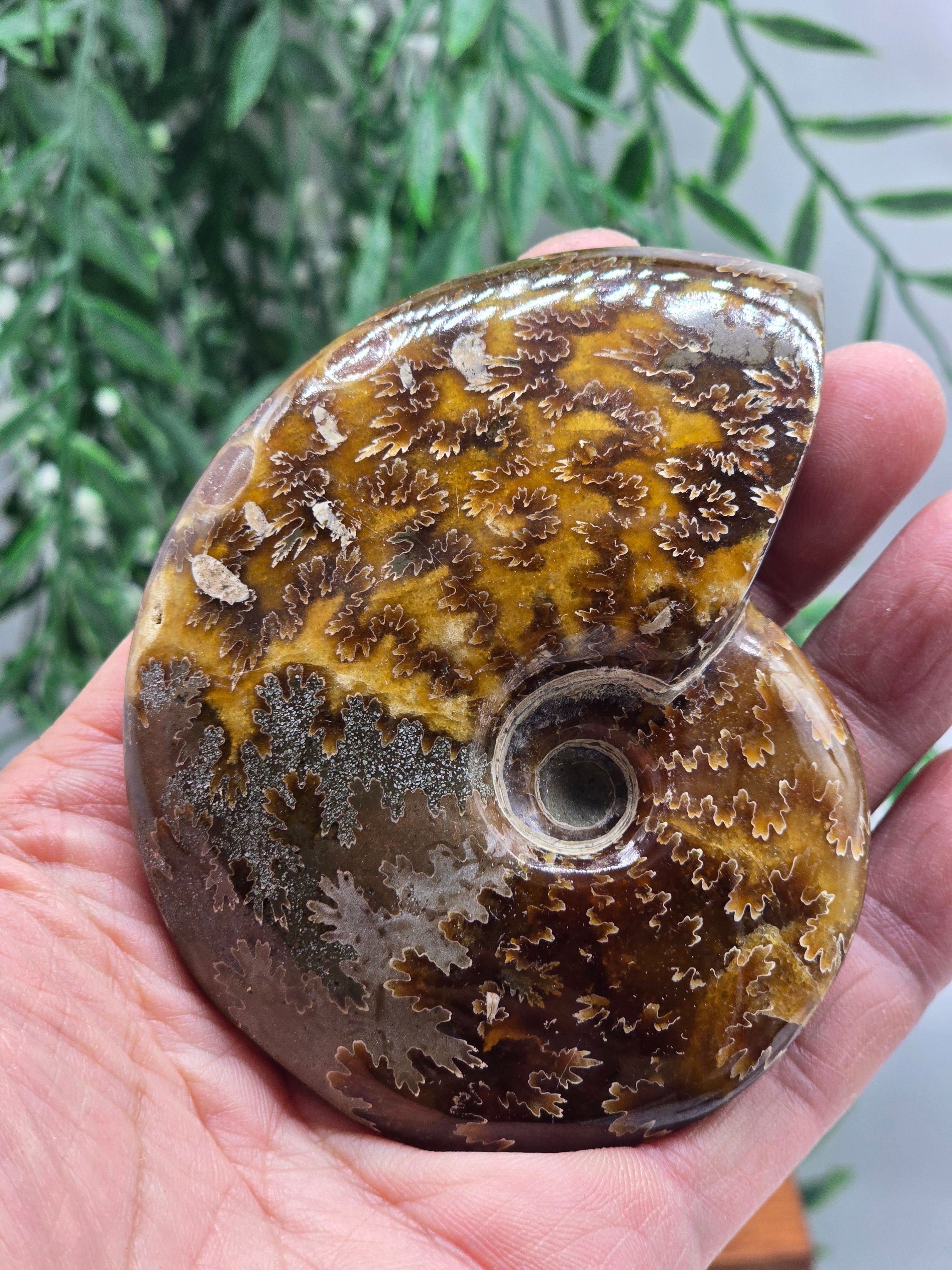Golden Earth Ammonite 9.5cm - 3 | Madagascar Fossil | Ancient Spiral of Life Crystal Wellness