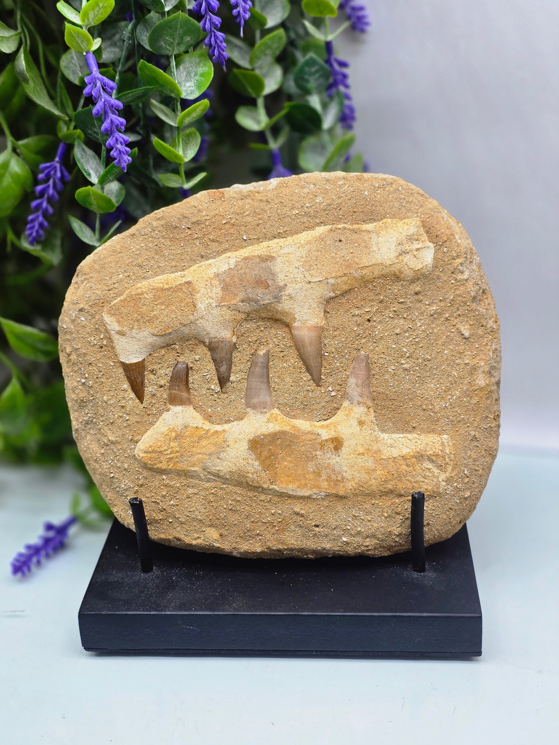 🦖 Moroccan Mosasaur Fossil Jaw — Ancient Marine Predator
1.2 kg | 18 × 16 × 4 cm | Morocco Crystal Wellness