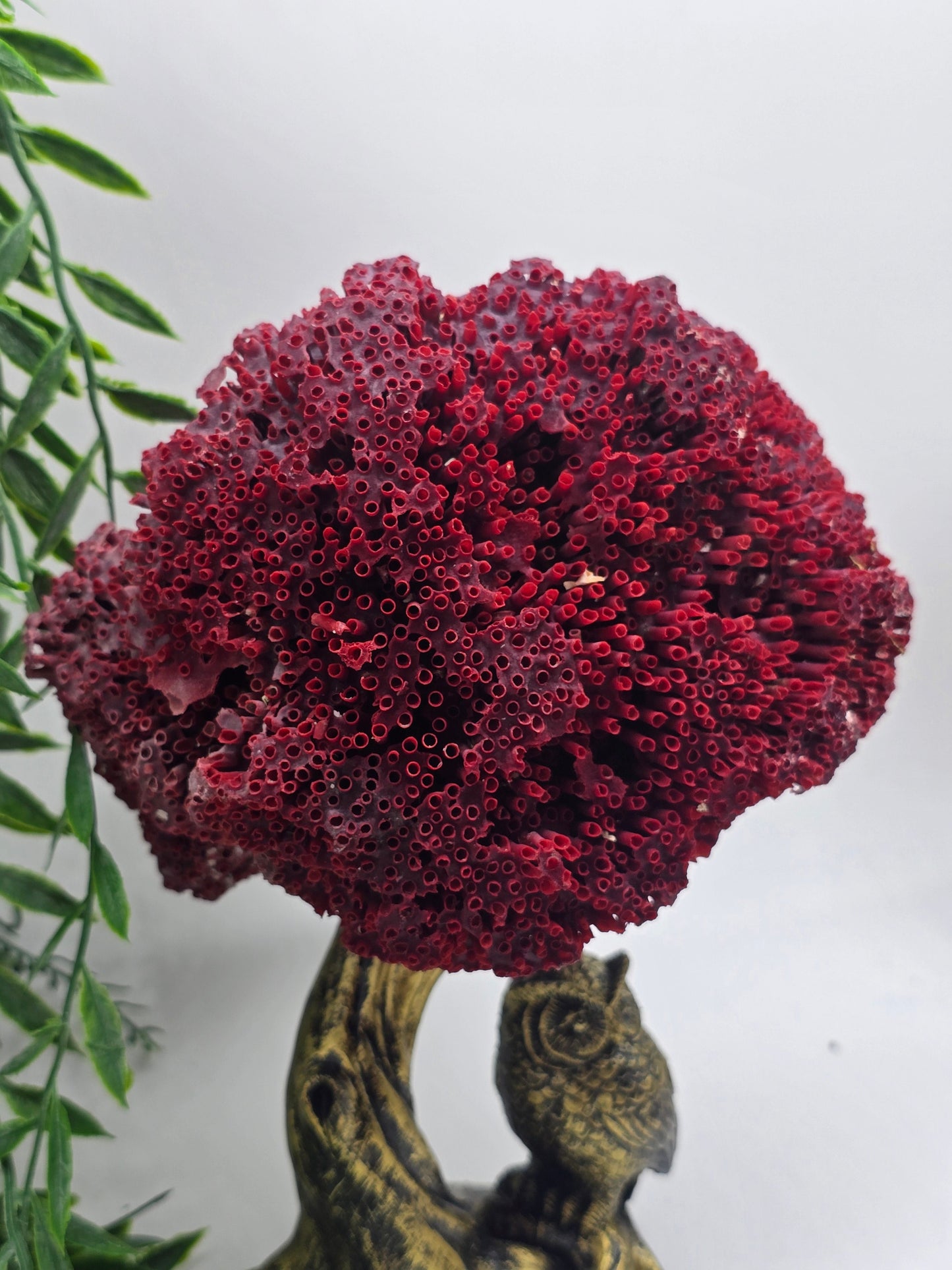 Exquisite Red Coral Specimen 20x16x12cm | 0.7kg – Collector’s Piece of Strength & Vitality Crystal Wellness