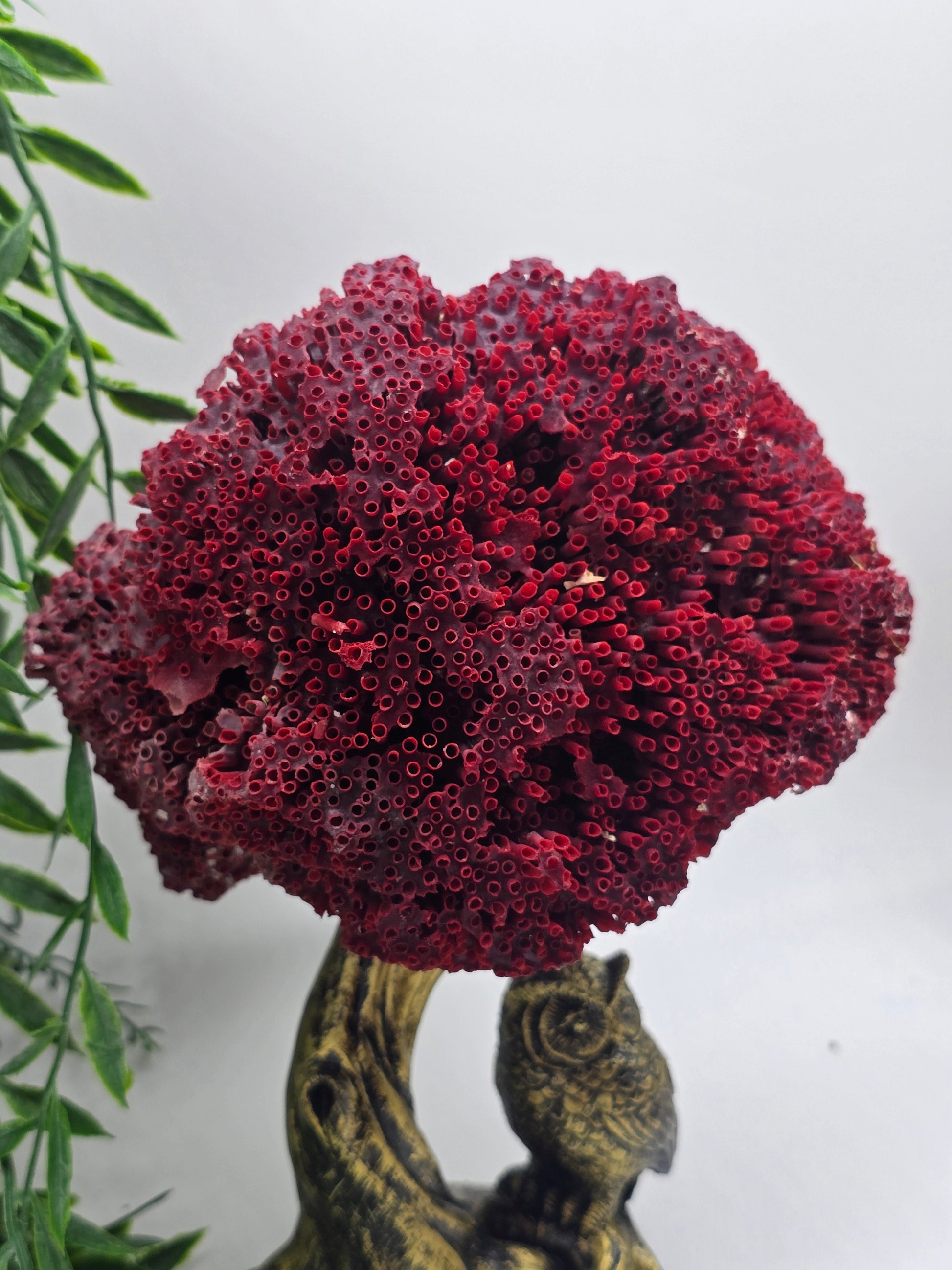 Exquisite Red Coral Specimen 20x16x12cm | 0.7kg – Collector’s Piece of Strength & Vitality Crystal Wellness