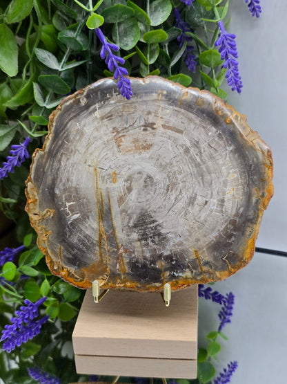 Petrified Wood Slab 654g | Ancient Grounding Stone for Stability, Protection & Earth Wisdom (15 × 14 cm) Crystal Wellness