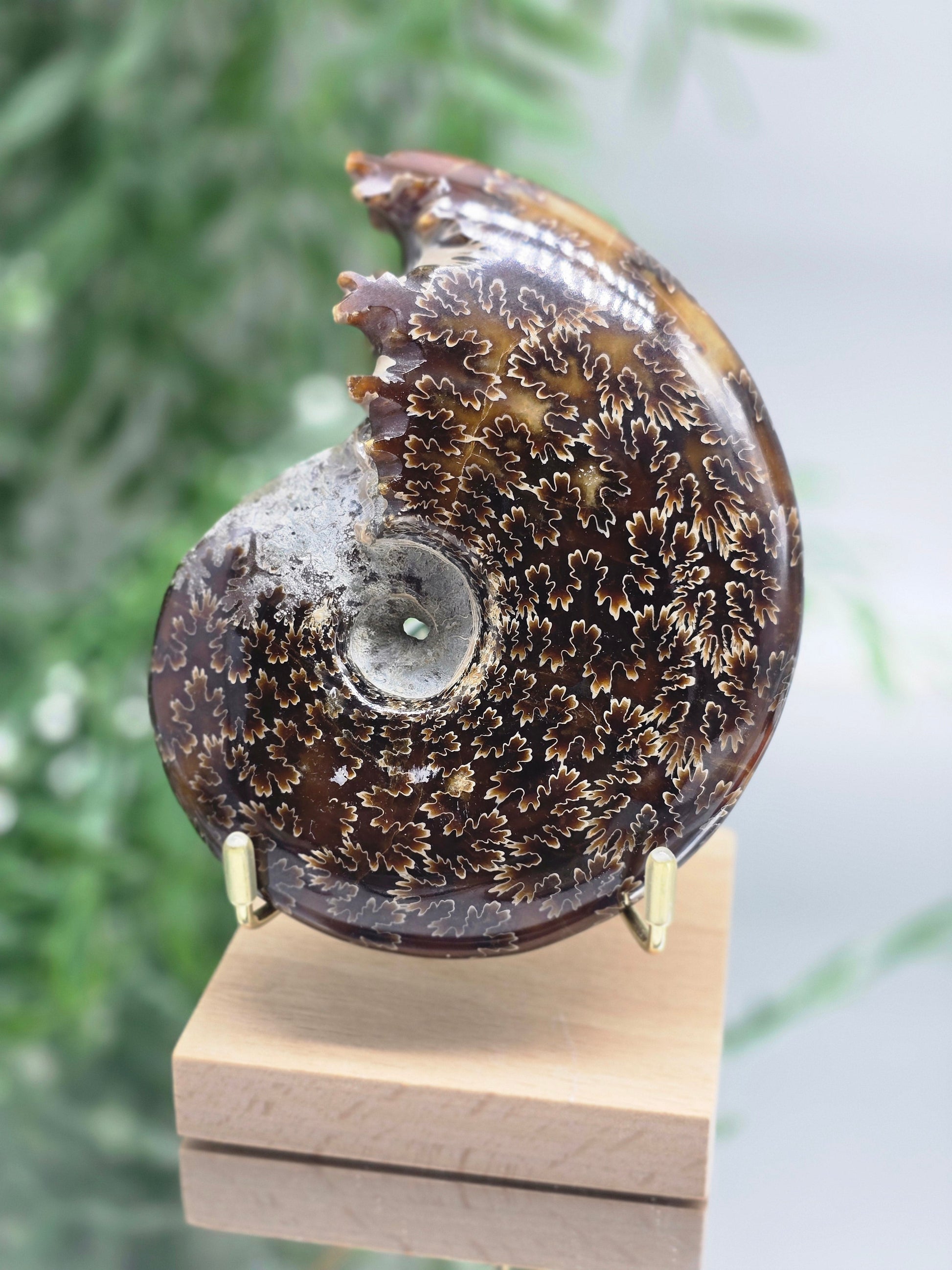 Large Iridescent Madagascan Ammonite Fossil 12cm - IR1 (Ancient Life & Evolution) Crystal Wellness