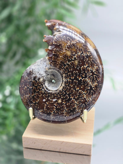 Large Iridescent Madagascan Ammonite Fossil 12cm - IR1 (Ancient Life & Evolution) Crystal Wellness