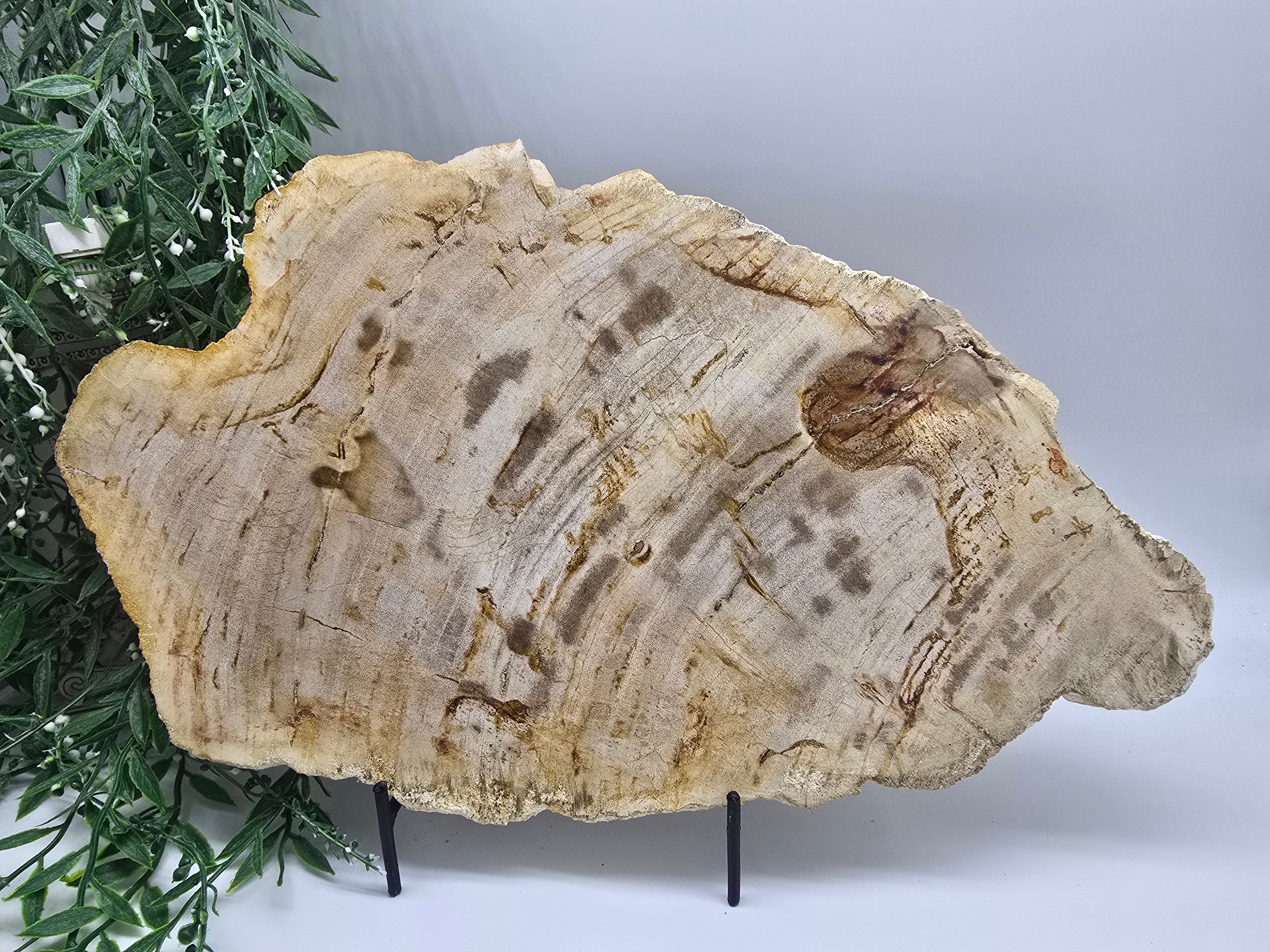 Petrified Wood Slab 3kg | Large Ancient Grounding Stone for Stability, Protection & Earth Wisdom (42 × 26 cm) Crystal Wellness