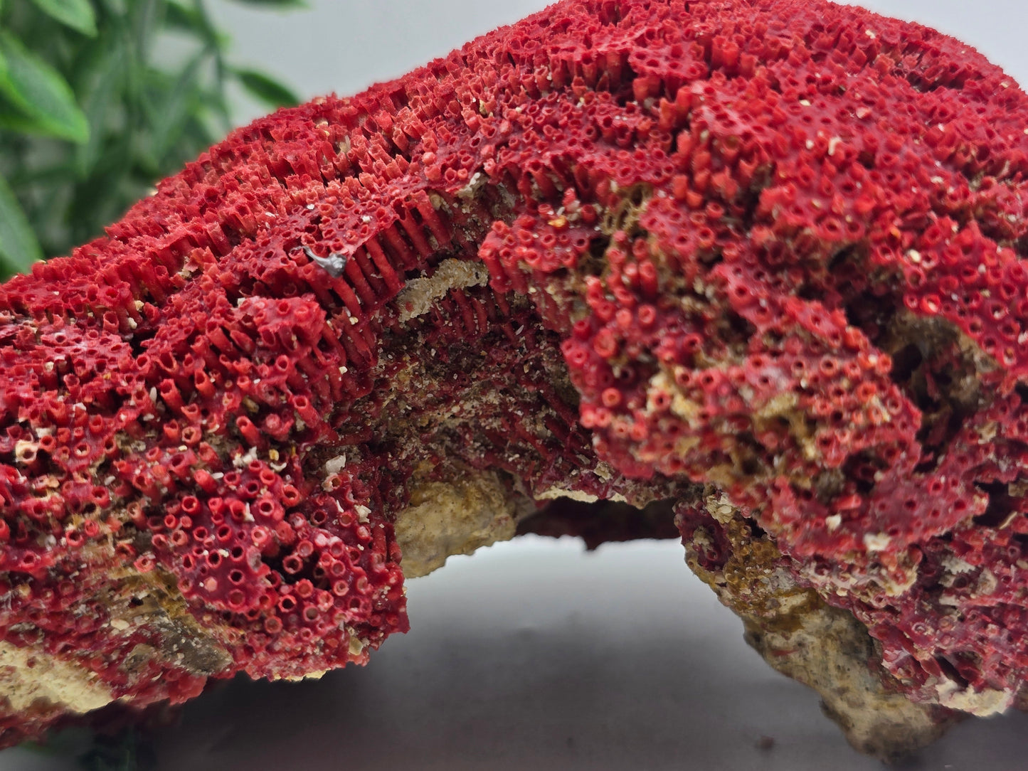 Exquisite Red Coral Specimen 19x14x8cm | 0.7kg – Collector’s Piece of Strength & Vitality Crystal Wellness