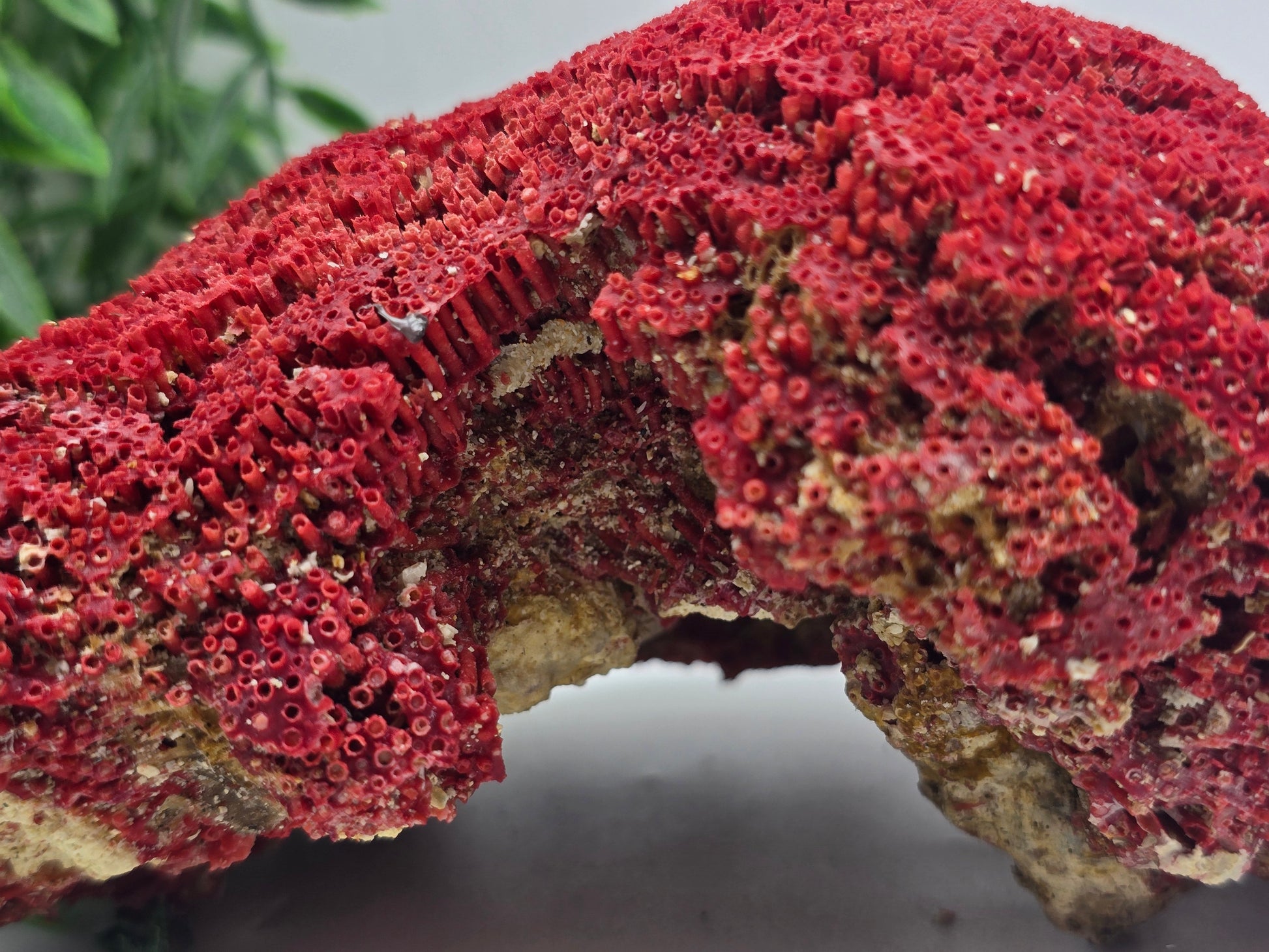 Exquisite Red Coral Specimen 19x14x8cm | 0.7kg – Collector’s Piece of Strength & Vitality Crystal Wellness