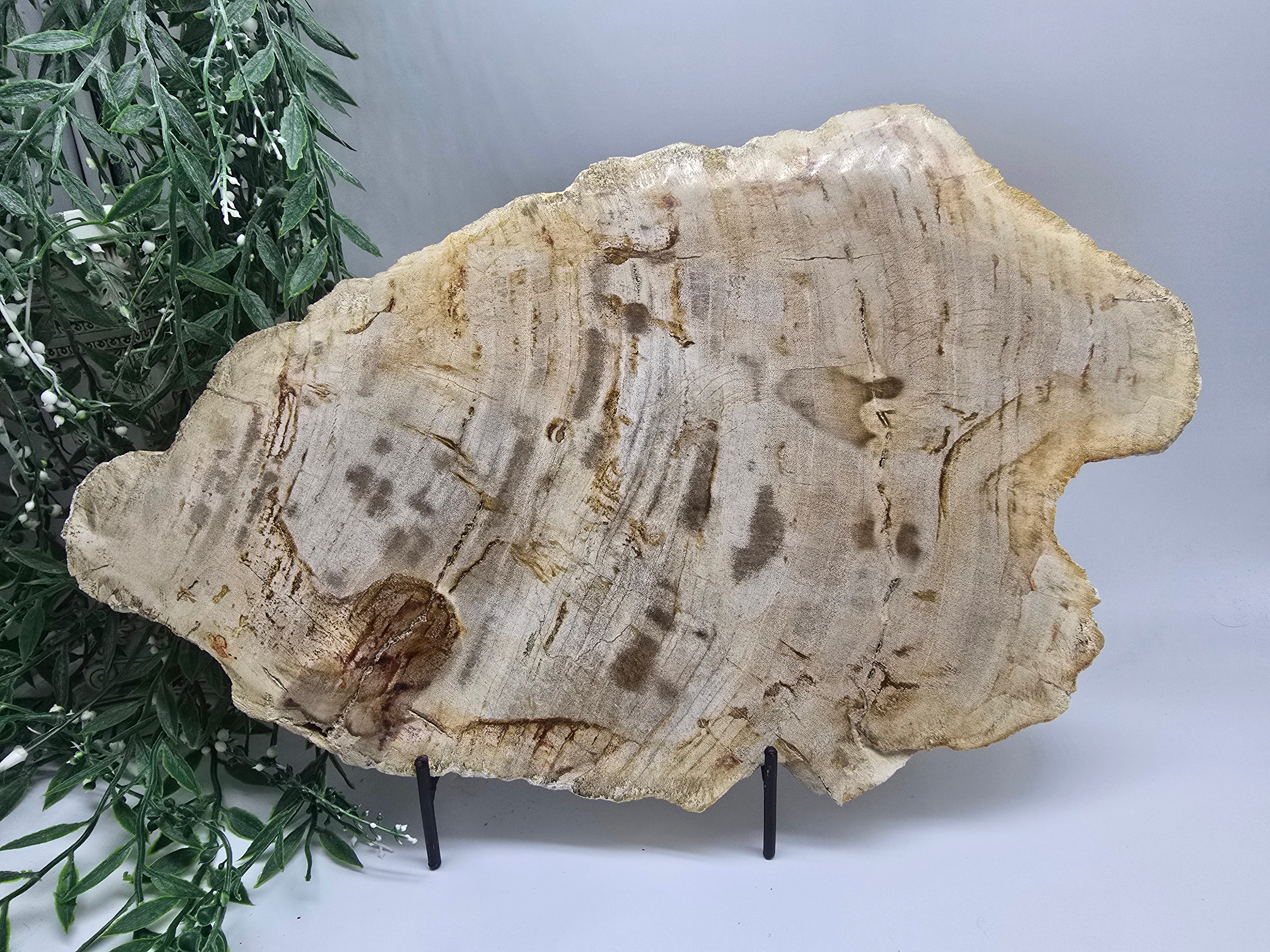 Petrified Wood Slab 3kg | Large Ancient Grounding Stone for Stability, Protection & Earth Wisdom (42 × 26 cm) Crystal Wellness