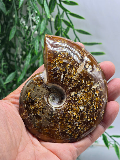 Golden Honey Ammonite 10cm - 4 | Madagascar Fossil | Ancient Spiral of Life Crystal Wellness