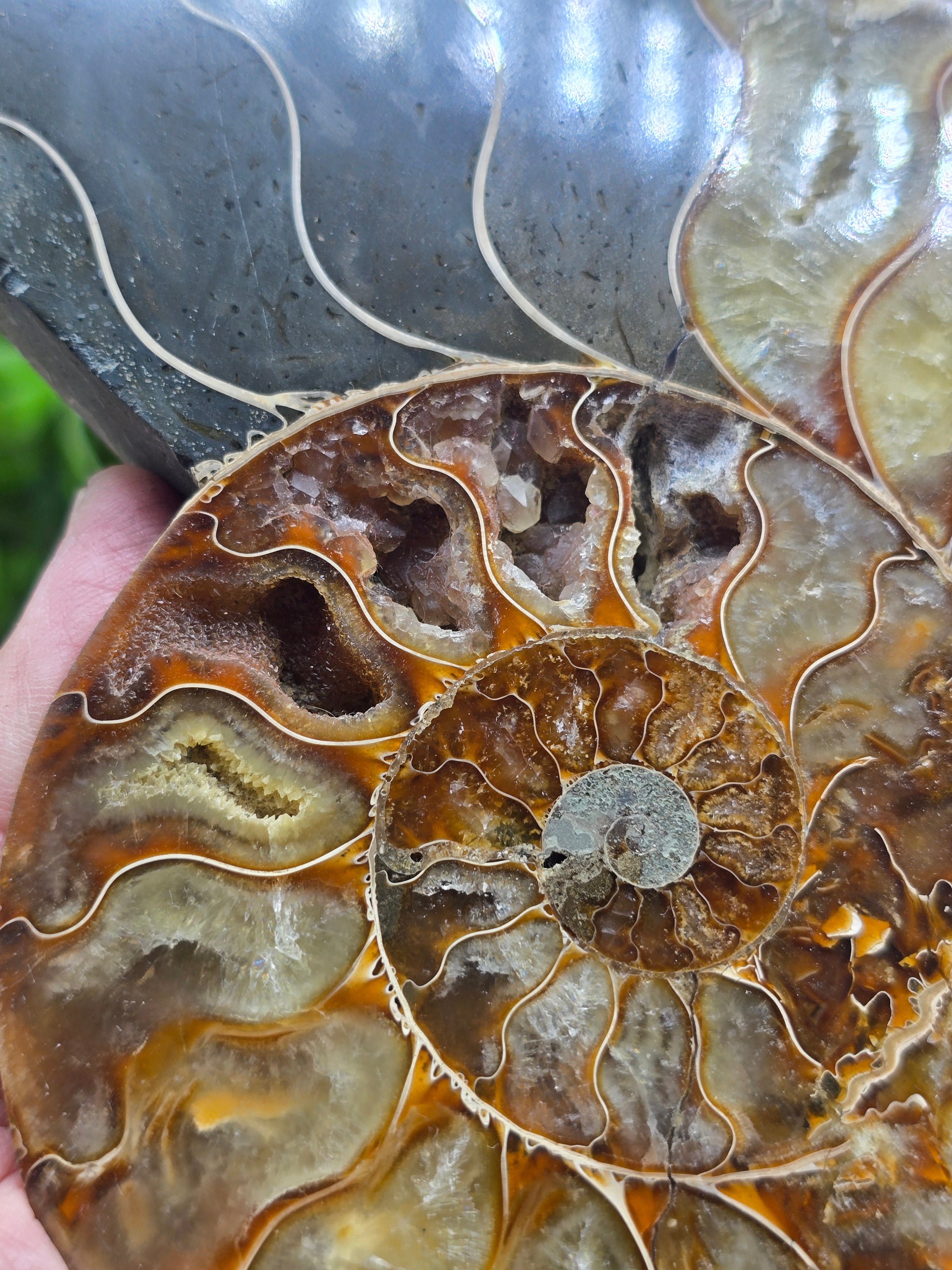 Premium Madagascan Ammonite Fossil Pair – Sacred Spiral of Ancient Wisdom, Protection & Evolution | 16.5 x 14 cm Crystal Wellness