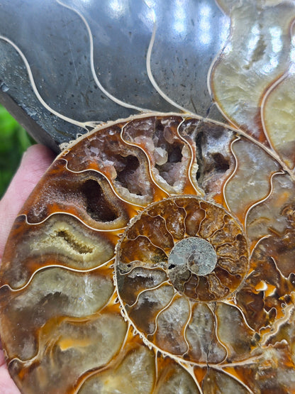 Premium Madagascan Ammonite Fossil Pair – Sacred Spiral of Ancient Wisdom, Protection & Evolution | 16.5 x 14 cm Crystal Wellness