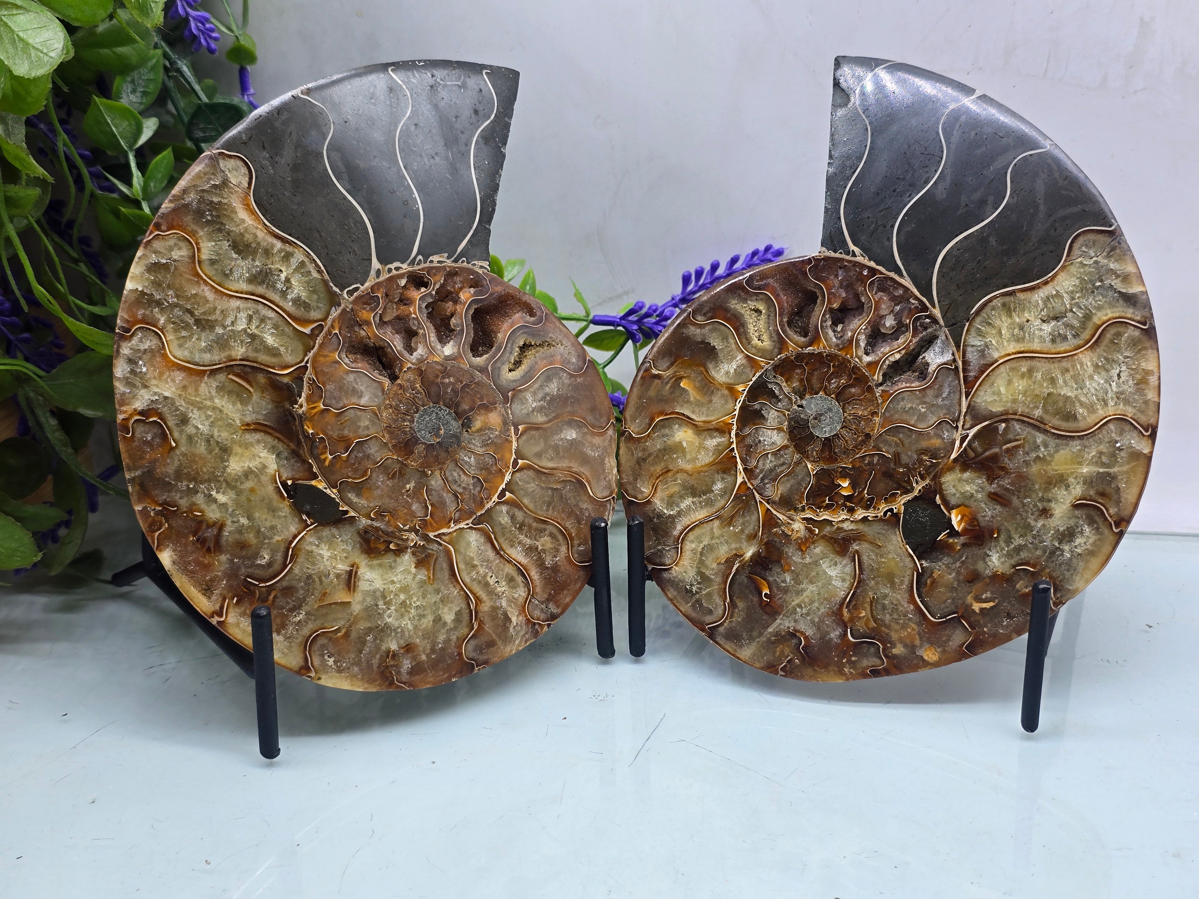Premium Madagascan Ammonite Fossil Pair – Sacred Spiral of Ancient Wisdom, Protection & Evolution | 16.5 x 14 cm Crystal Wellness