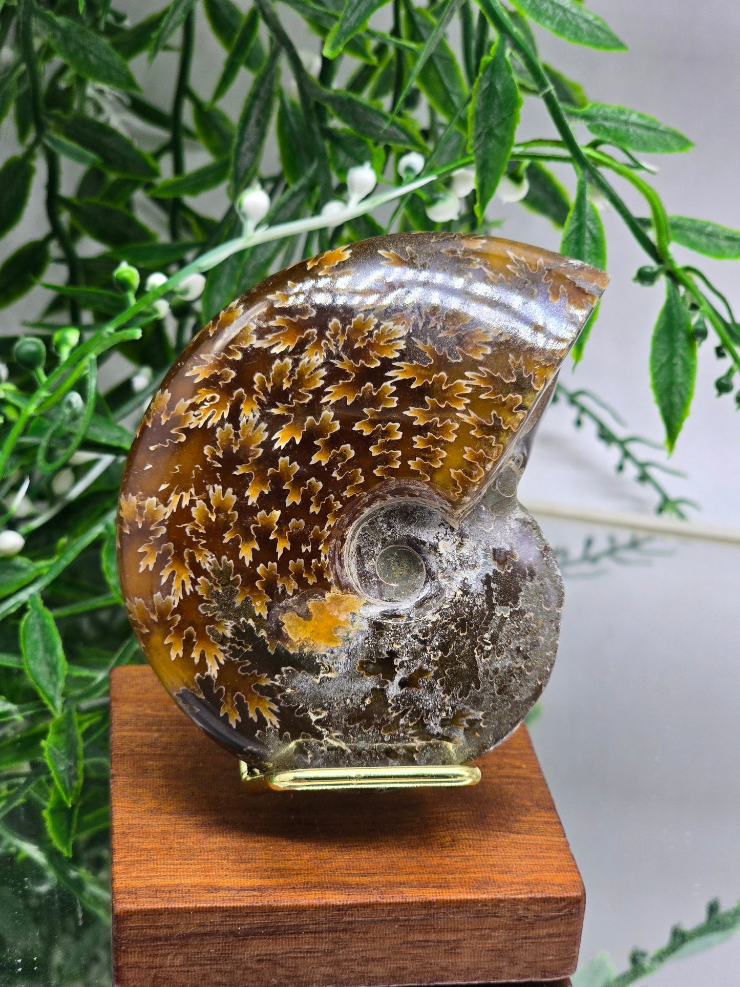 Golden Amber & Silver Ammonite 9cm - 1 | Madagascar Fossil | Ancient Spiral of Life Crystal Wellness