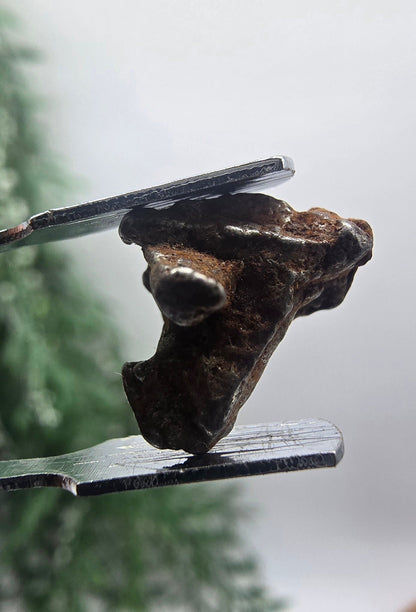 ✨ Sikhote-Alin Iron Meteorite – 2.75g | Starfire of Ancient Universes Crystal Wellness