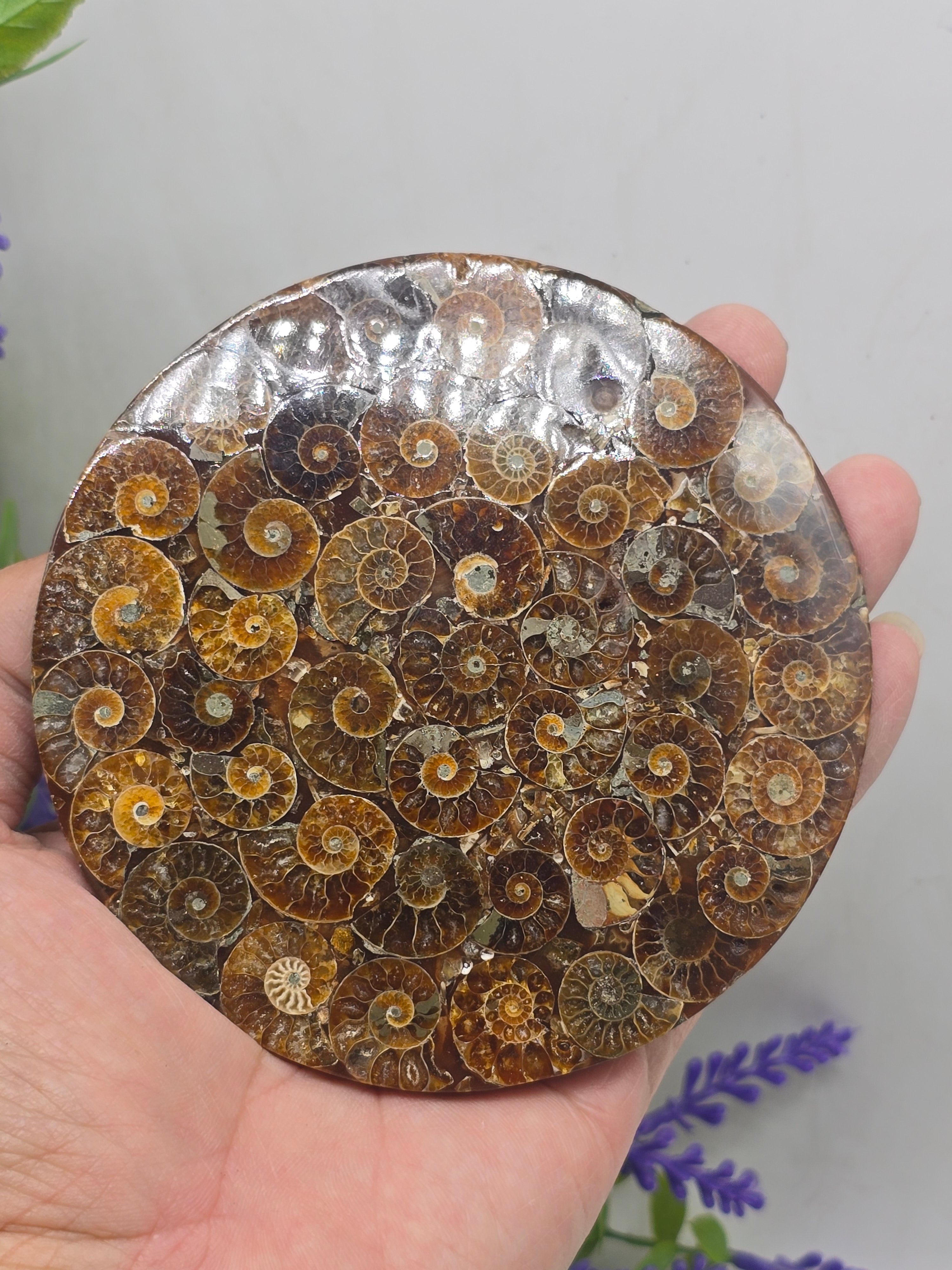 Premium Madagascan Ammonite Fossil Disc – Sacred Spiral of Protection & Ancient Wisdom | 11 cm Crystal Wellness